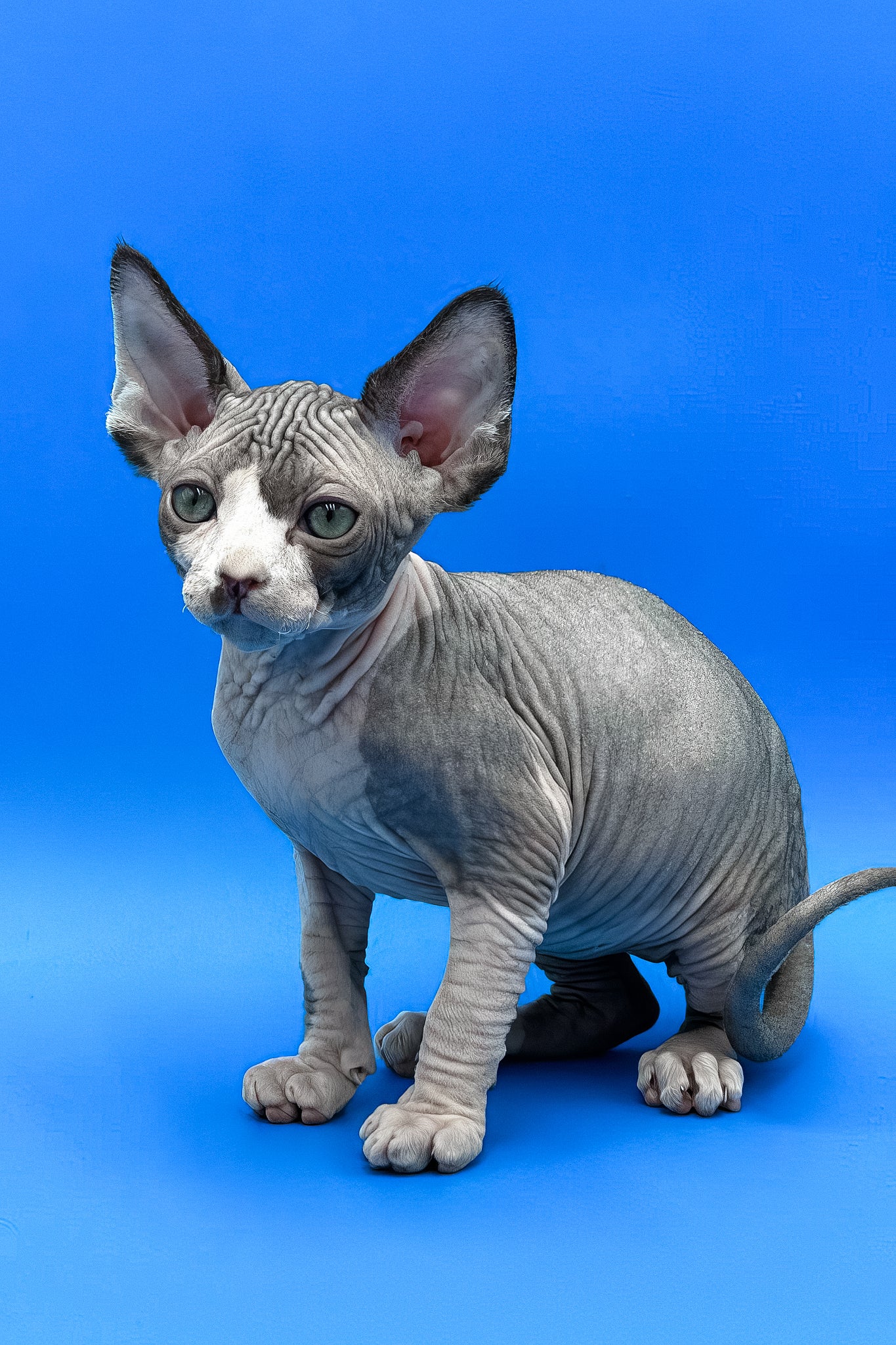 Keanu | Canadian Sphynx Kitten - Image 5