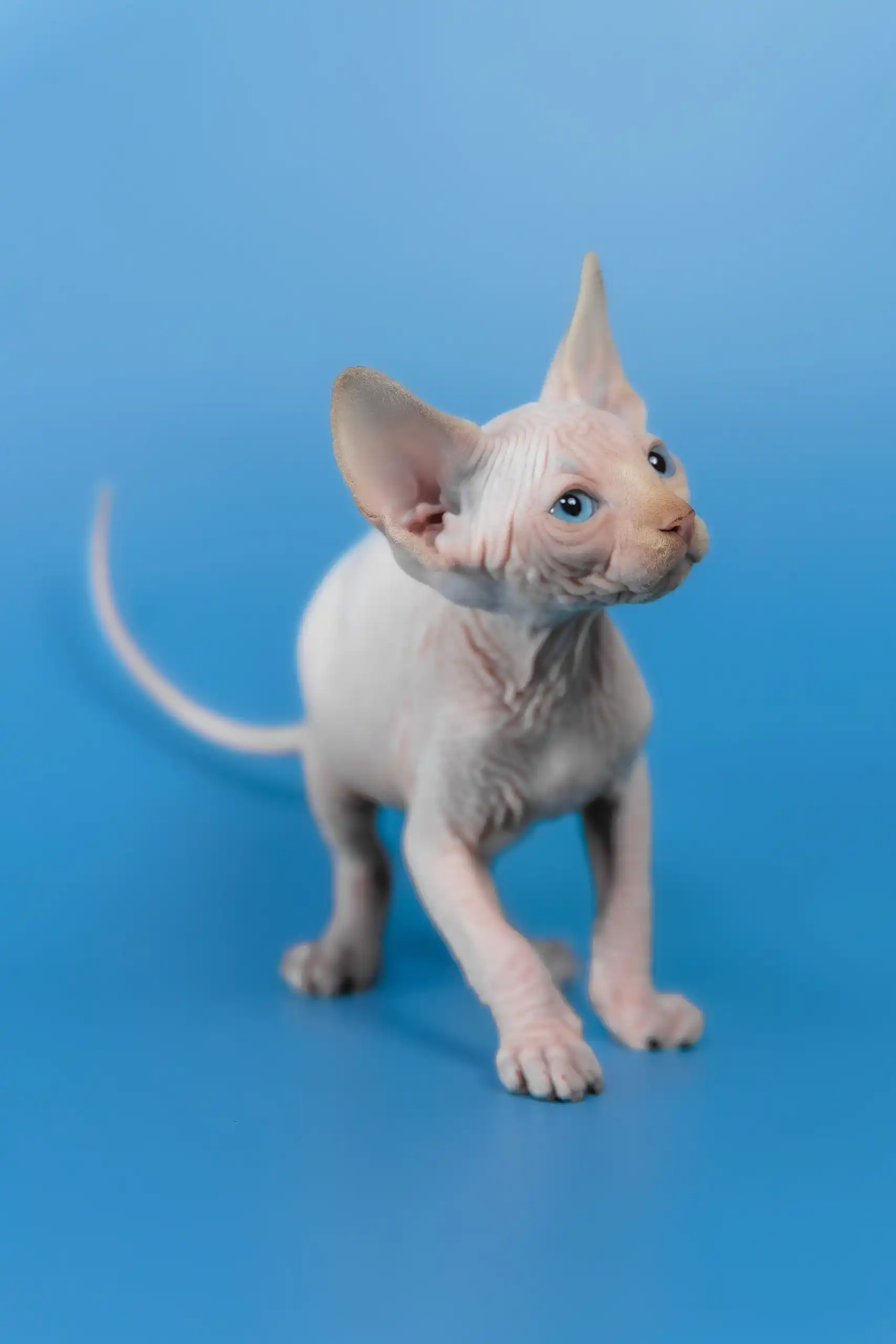 Kevin | Canadian Sphynx Kitten - Image 10