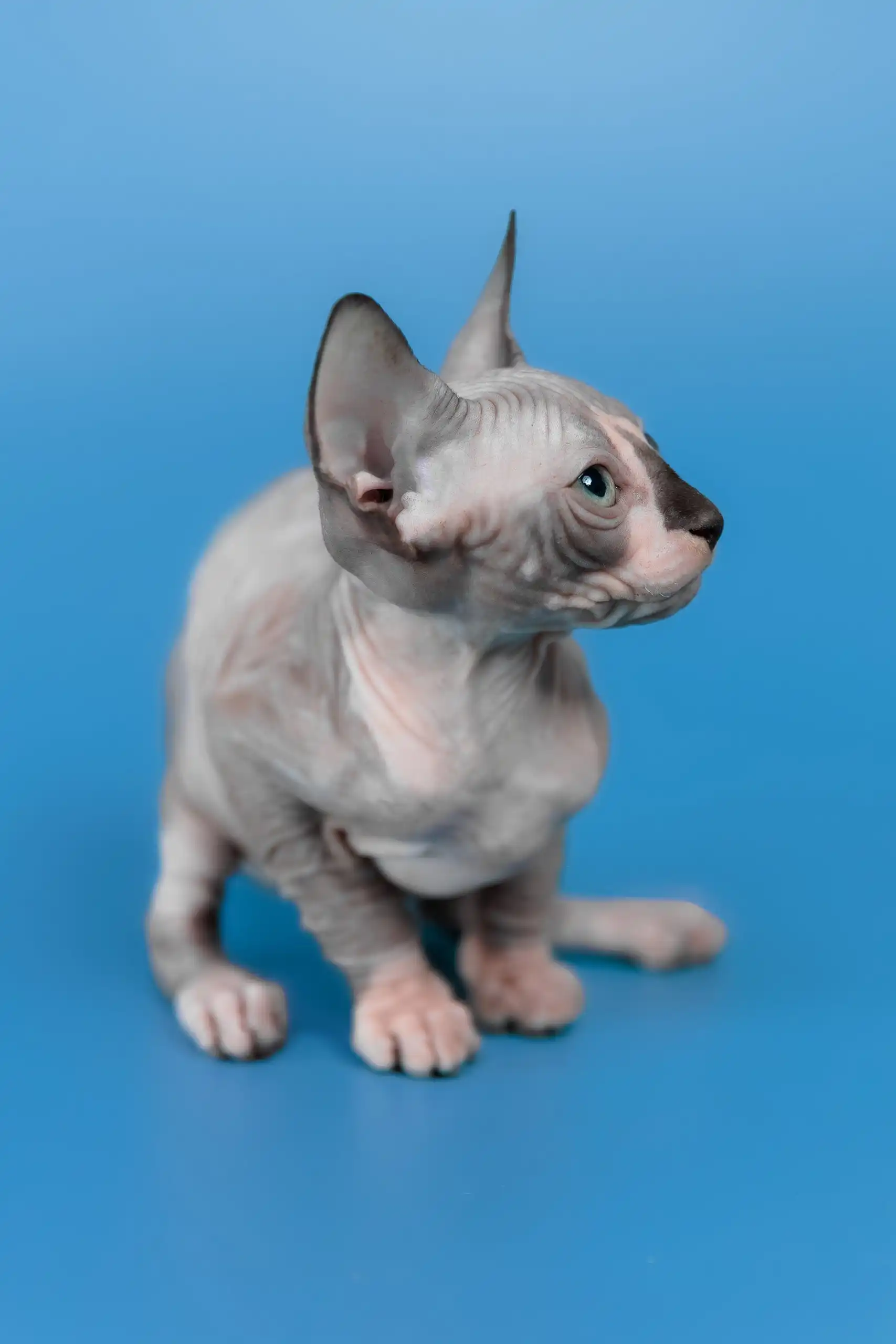 Lavr | Canadian Sphynx Kitten - Image 11