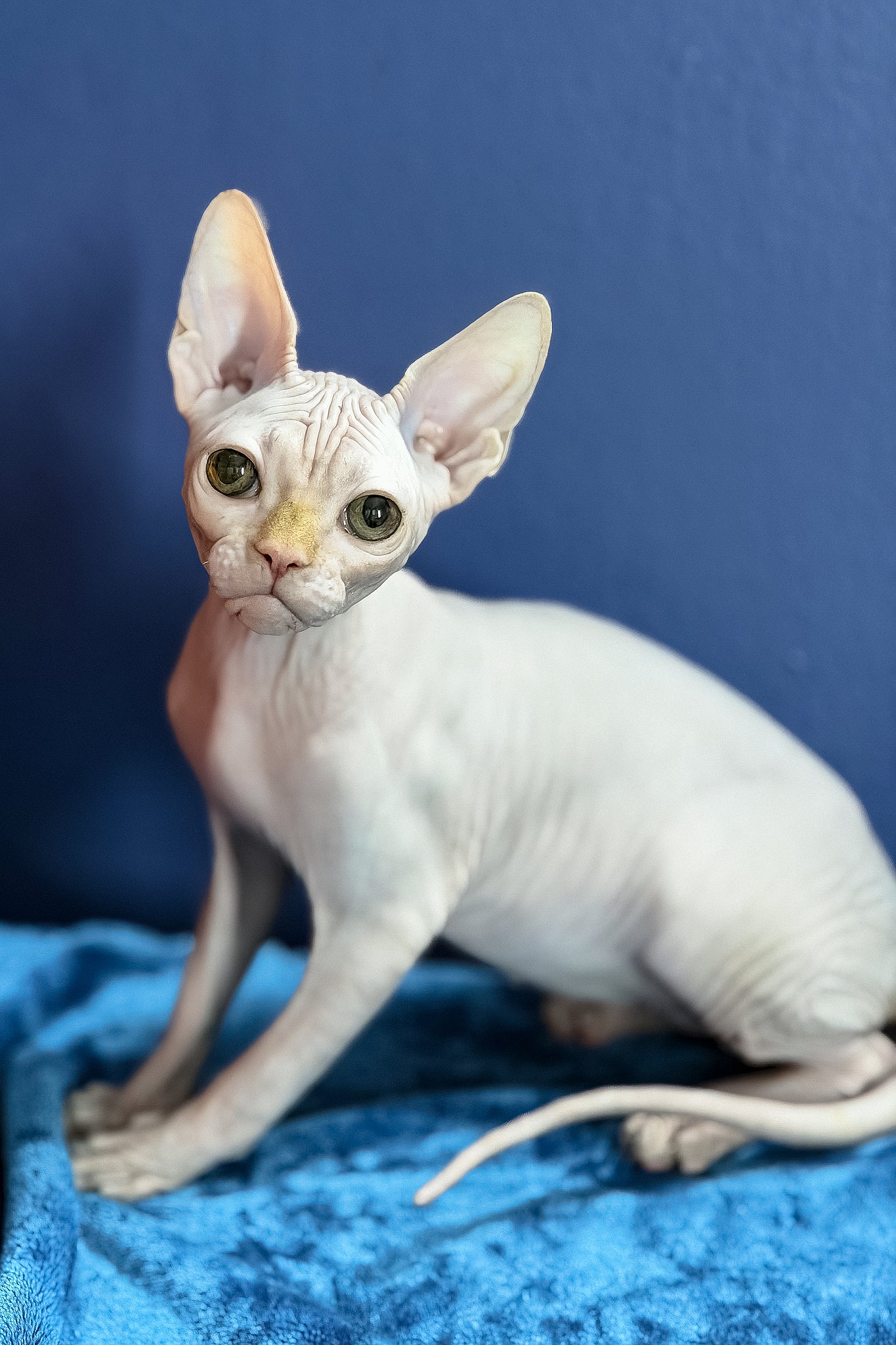 Luxor | Canadian Sphynx Kitten - Image 2