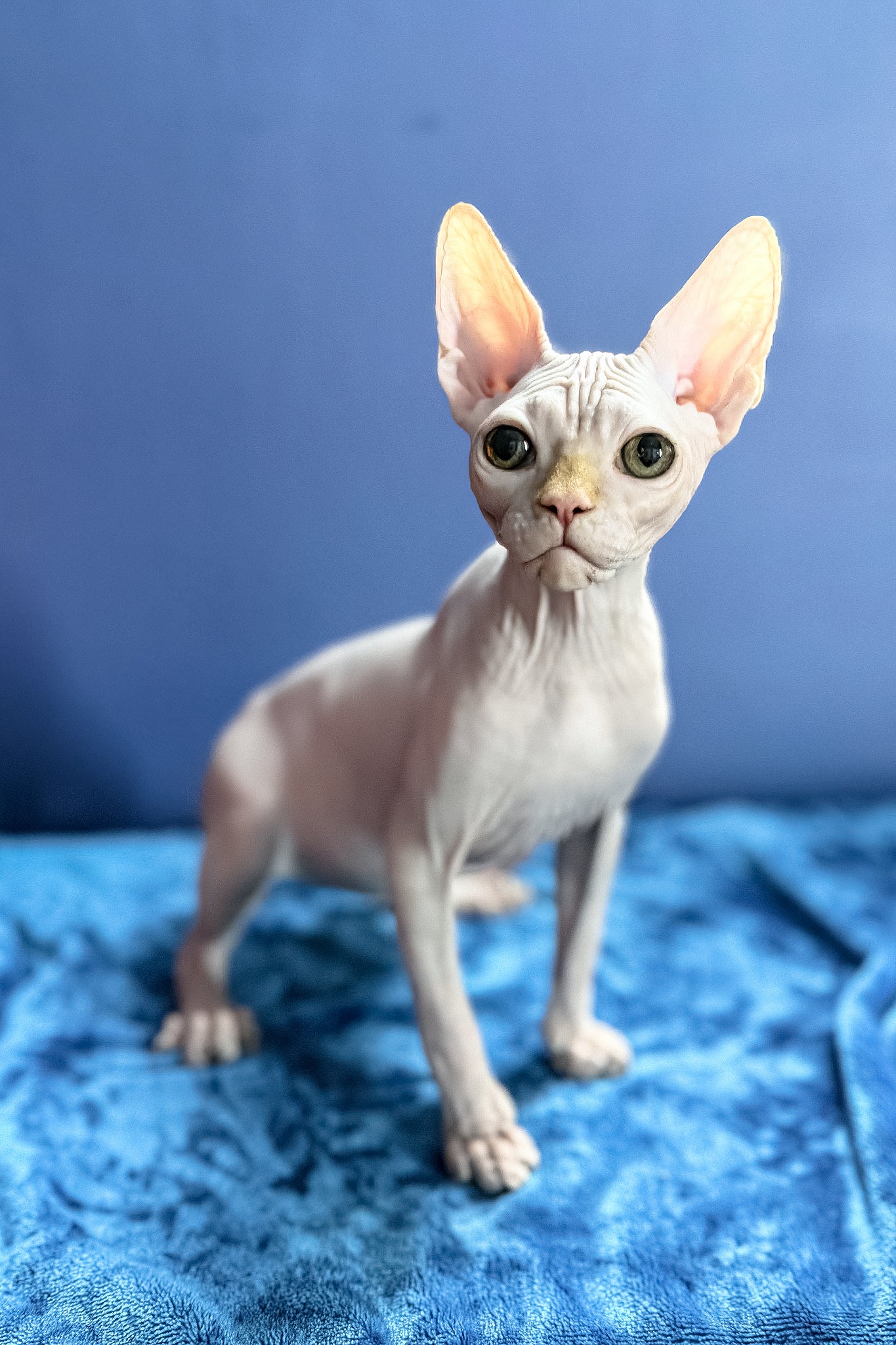 Luxor | Canadian Sphynx Kitten - Image 5
