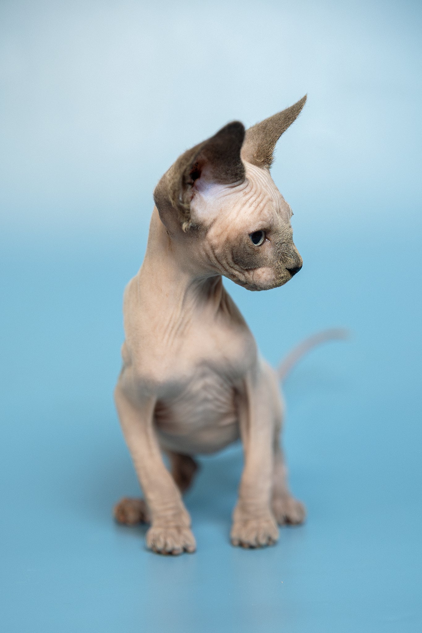 Mark | Canadian Sphynx Kitten - Image 19