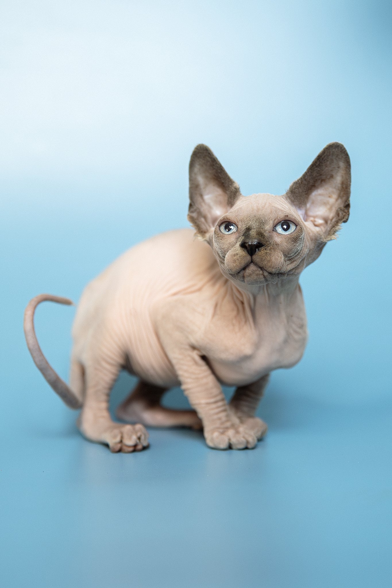Mark | Canadian Sphynx Kitten - Image 3