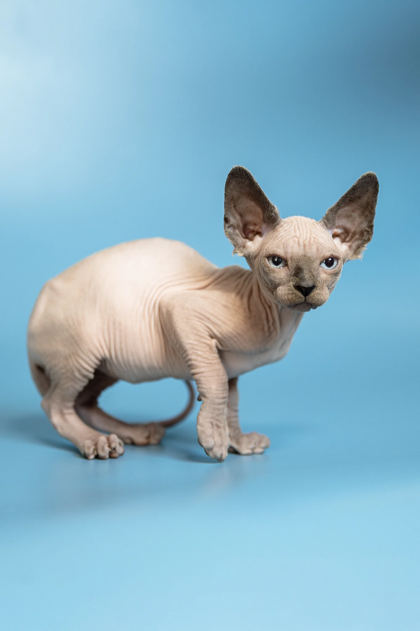 Mark | Canadian Sphynx Kitten - Image 4