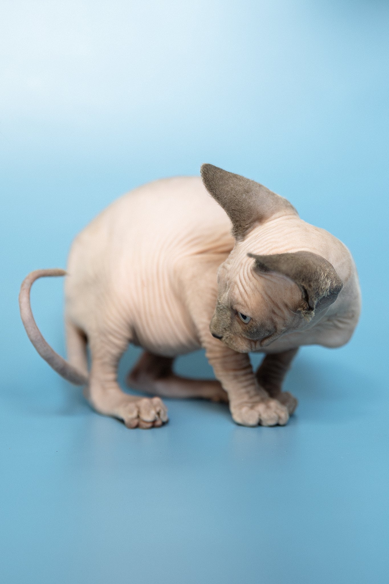 Mark | Canadian Sphynx Kitten - Image 6
