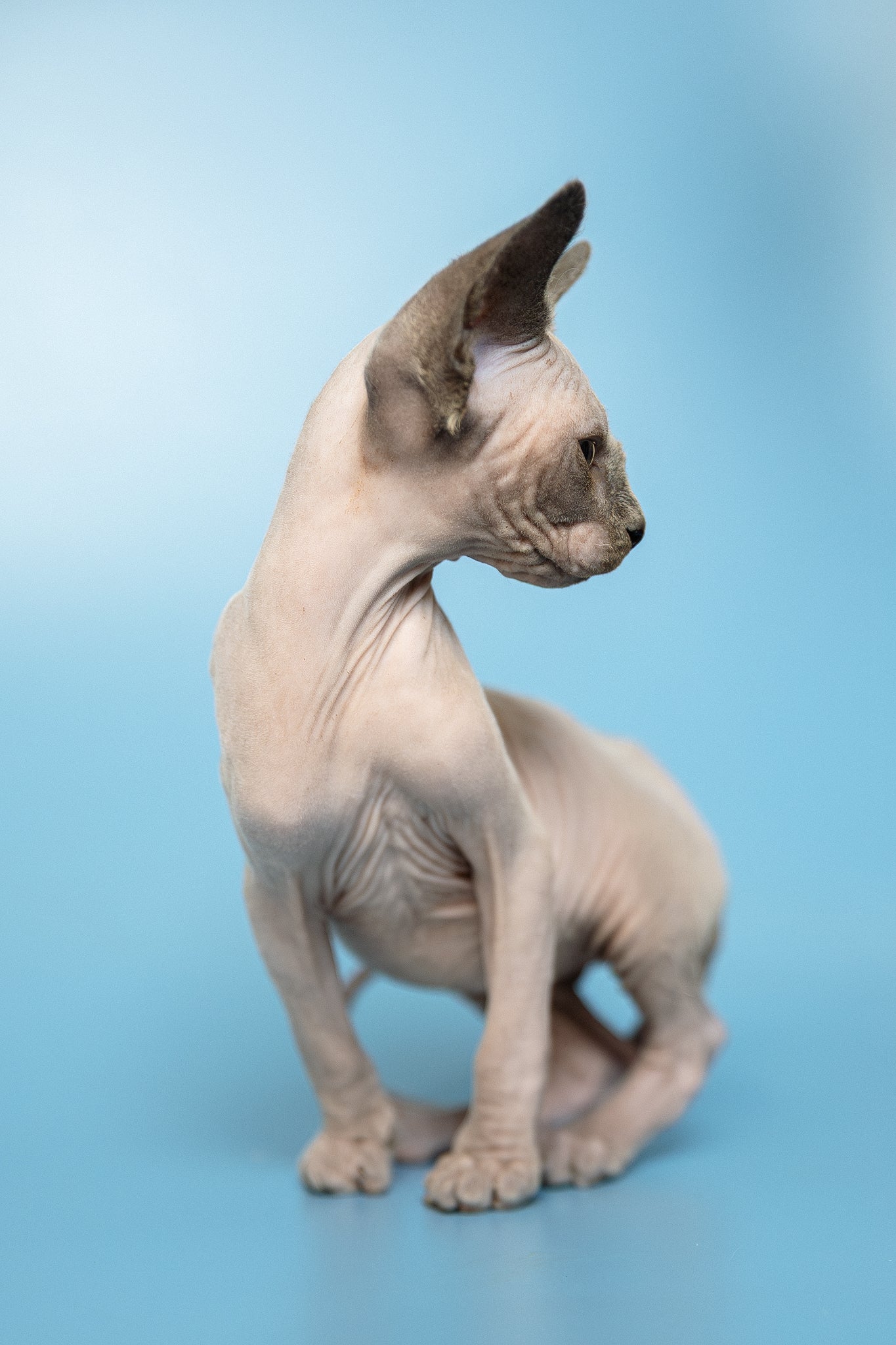 Mark | Canadian Sphynx Kitten - Image 9