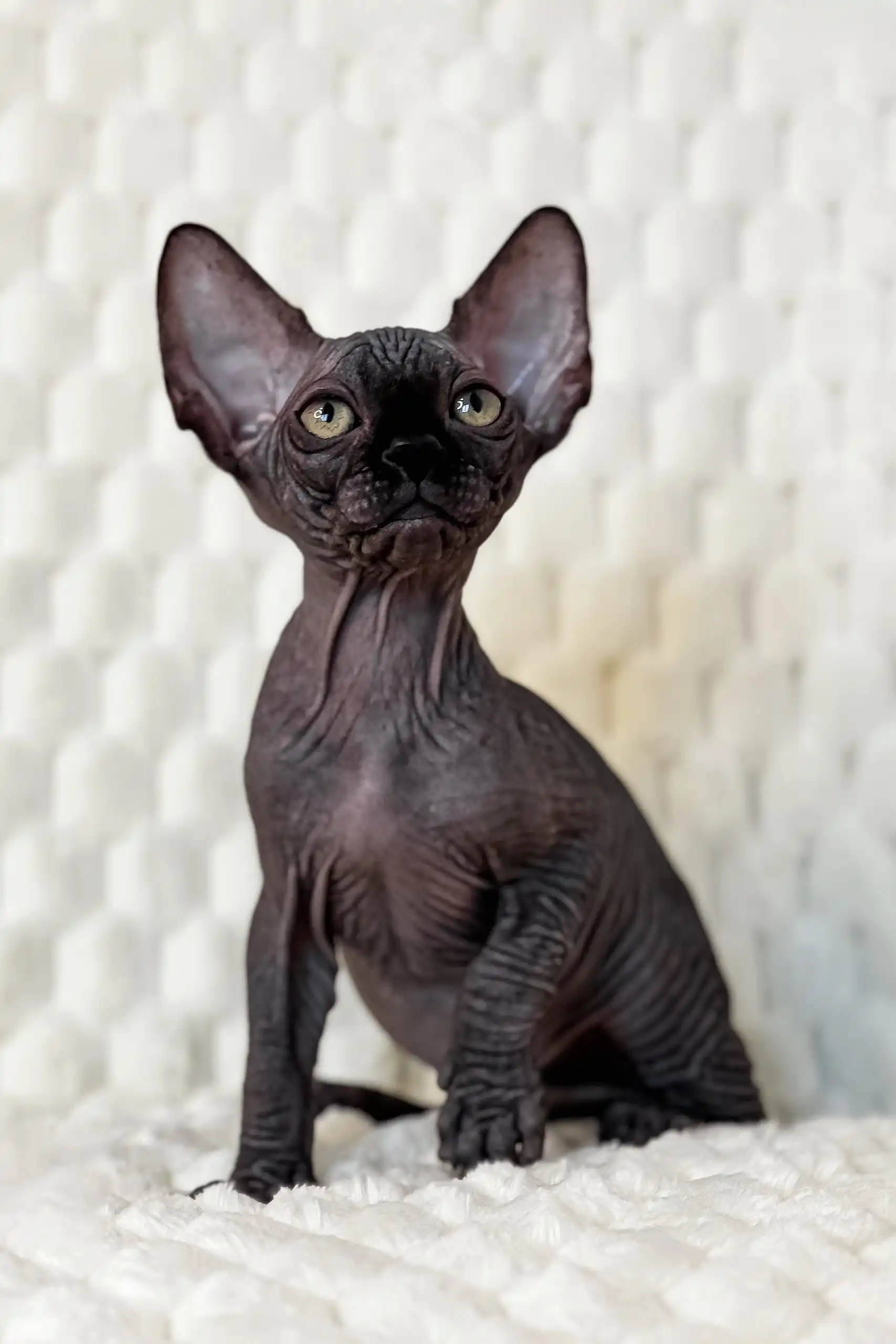 Marsel | Canadian Sphynx Kitten - Image 4