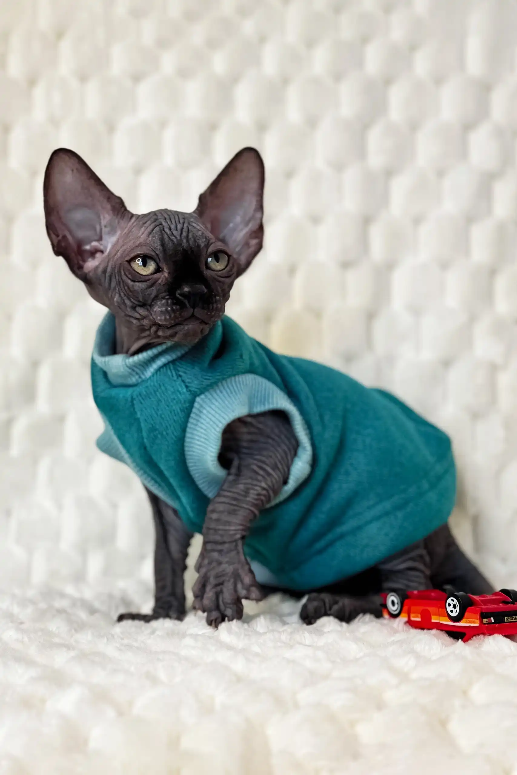 Marsel | Canadian Sphynx Kitten - Image 9