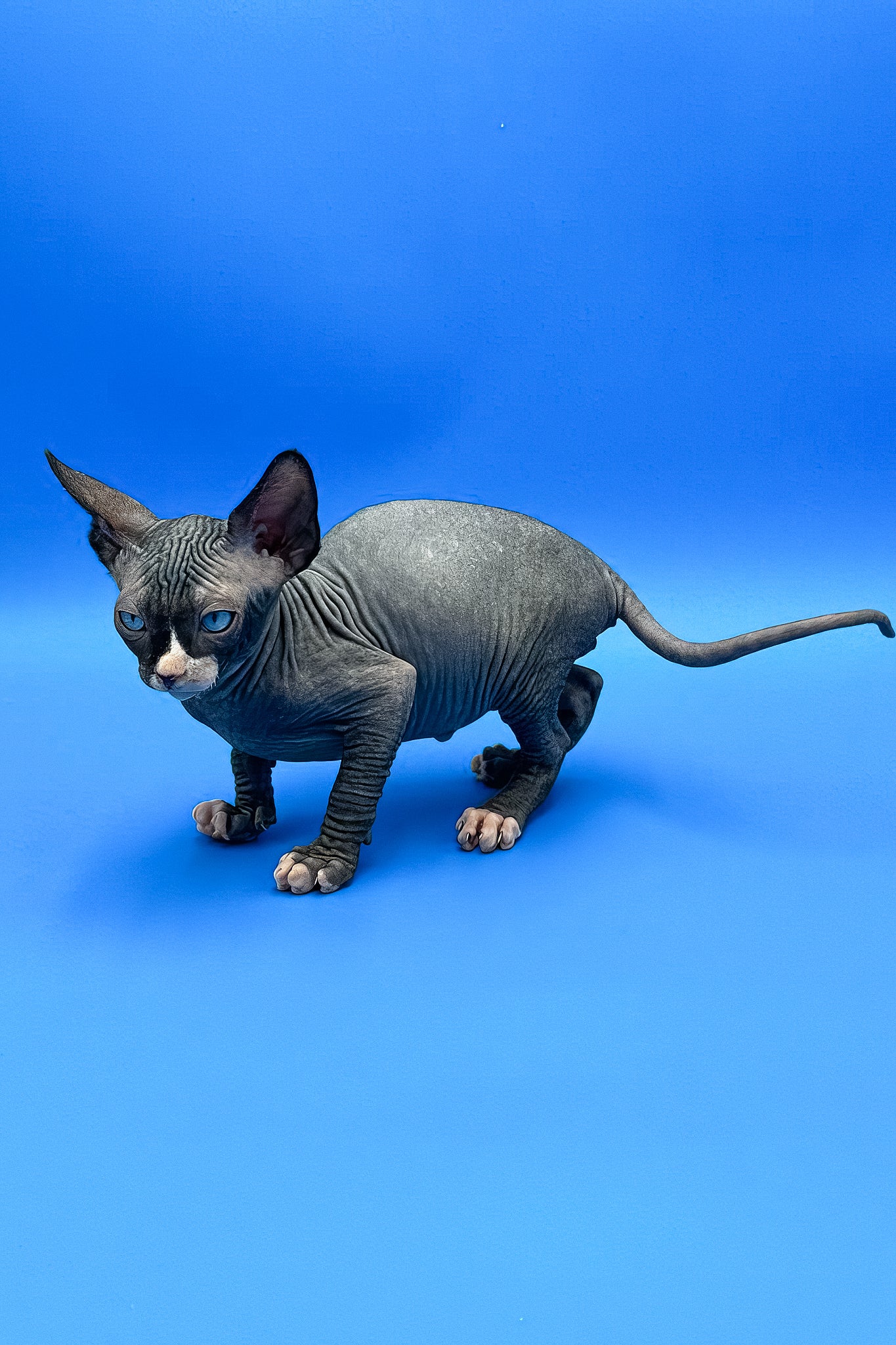 Mel | Canadian Sphynx Kitten - Image 5