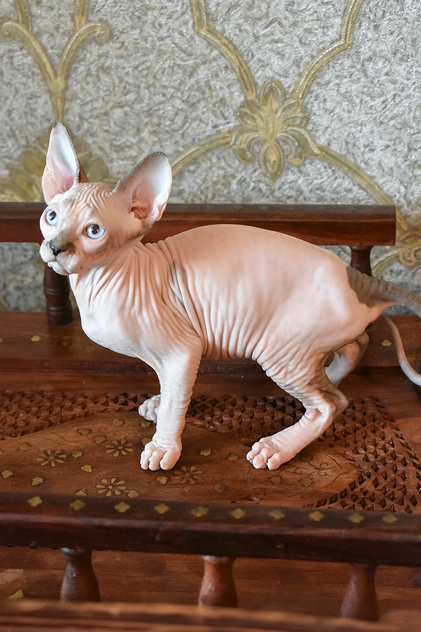 Myrat | Canadian Sphynx Kitten - Image 6
