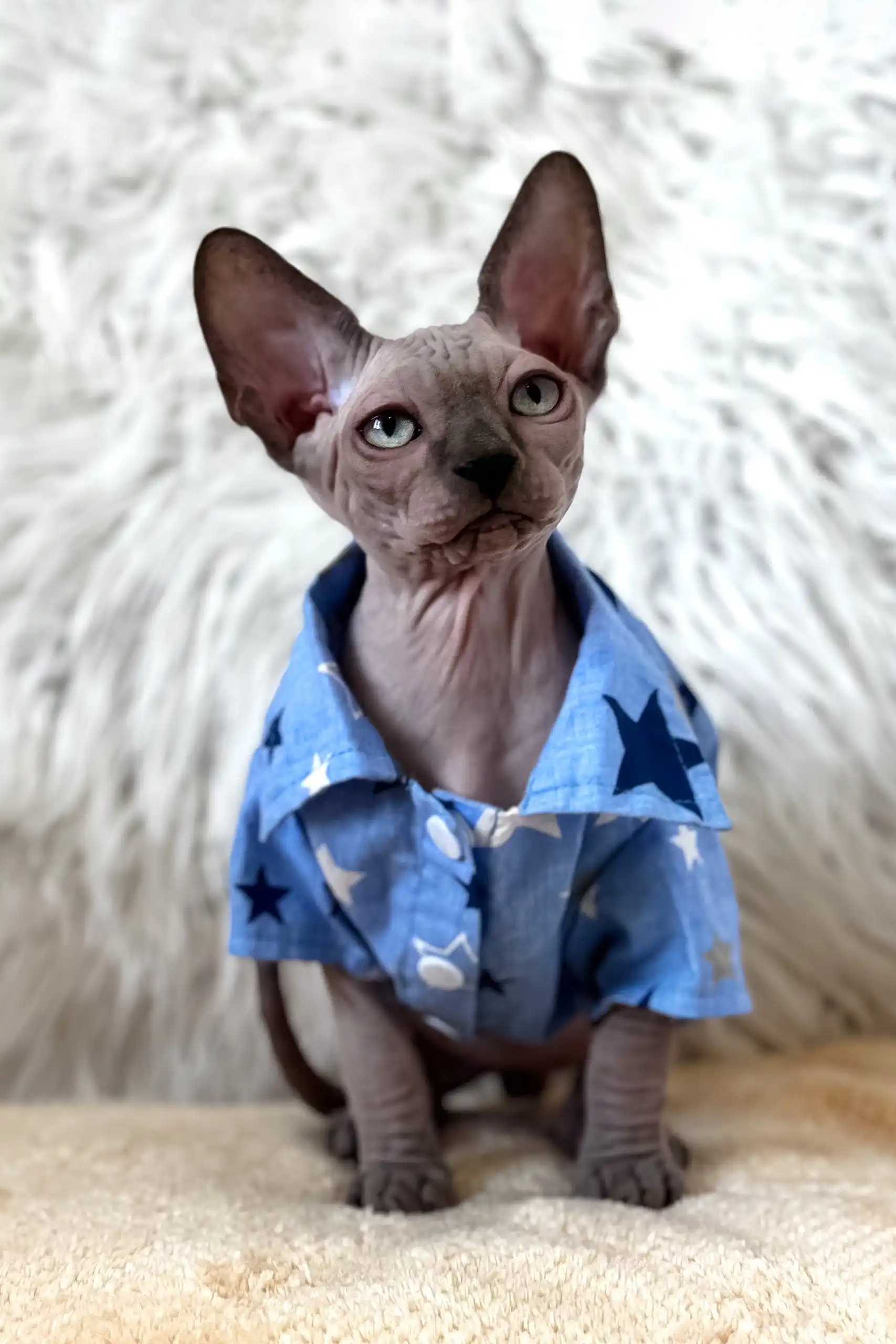 Nemo | Canadian Sphynx Kitten - Image 4