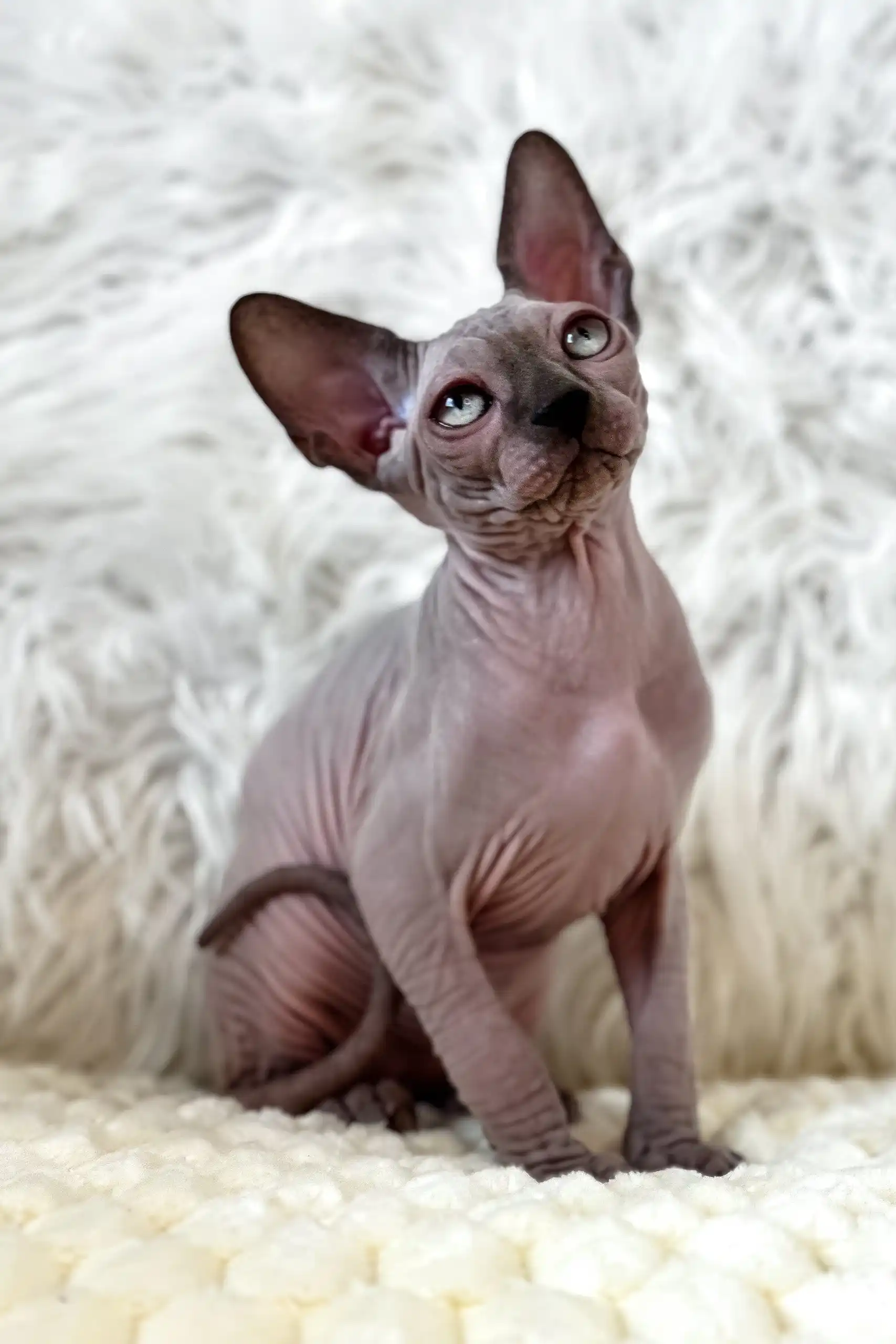 Nemo | Canadian Sphynx Kitten - Image 8