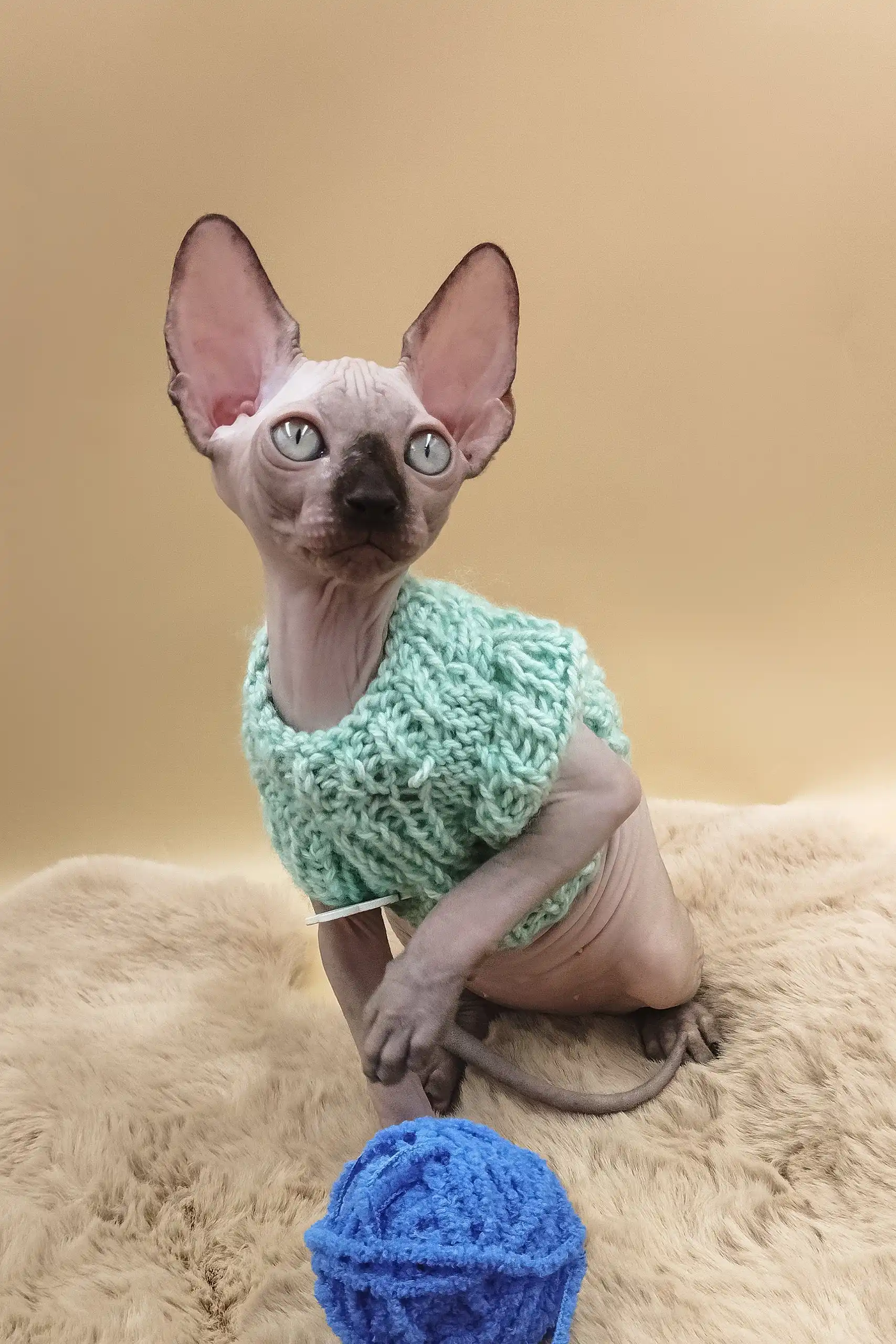 Nero | Canadian Sphynx Kitten - Image 3