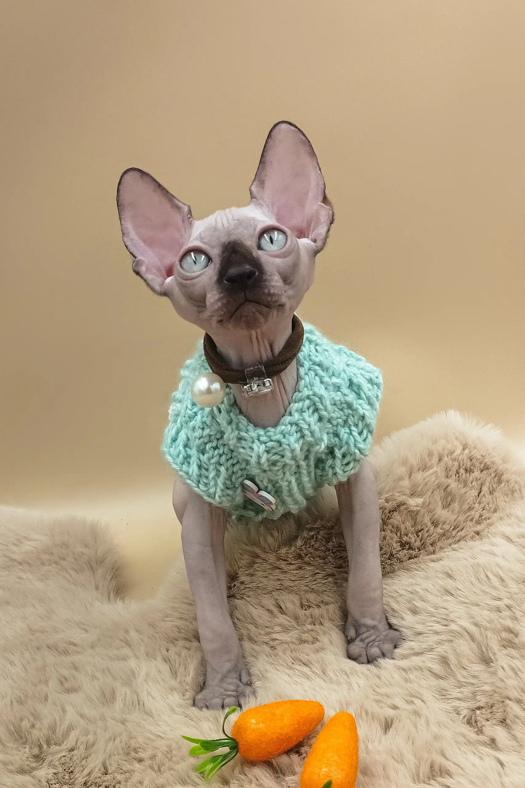 Nero | Canadian Sphynx Kitten - Image 6