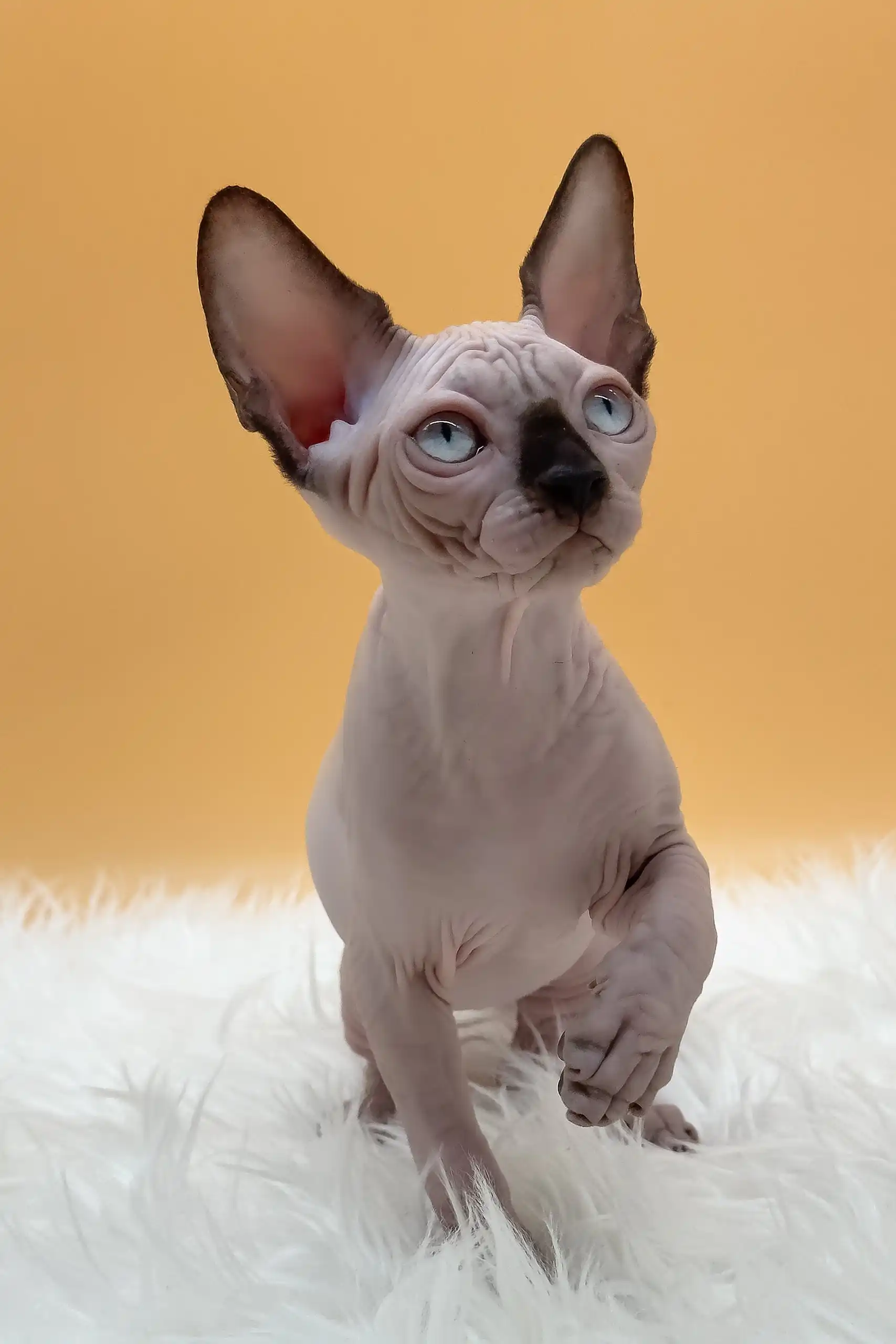 Nicky | Canadian Sphynx Kitten - Image 12