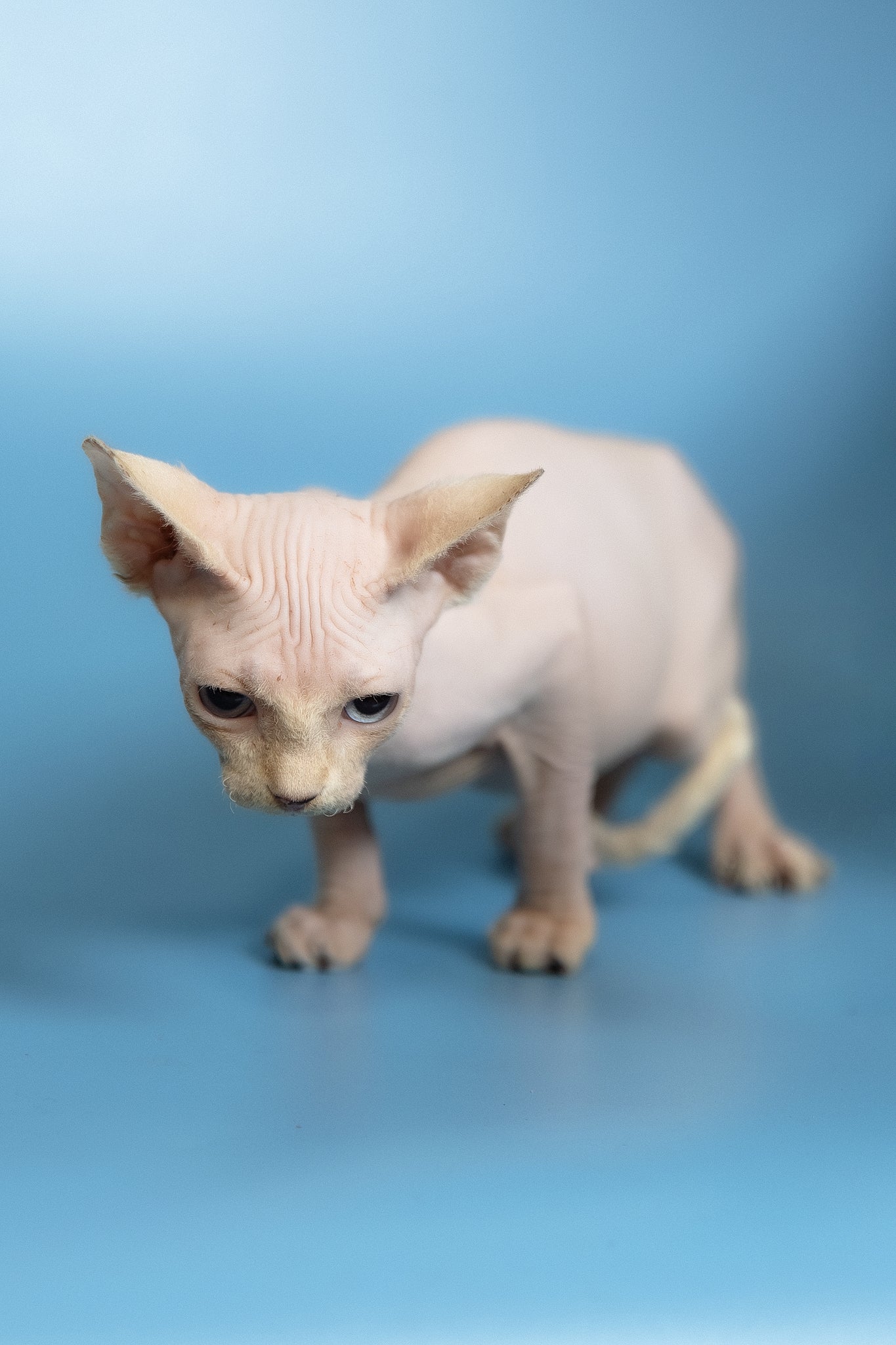 Oskar | Canadian Sphynx Kitten - Image 12