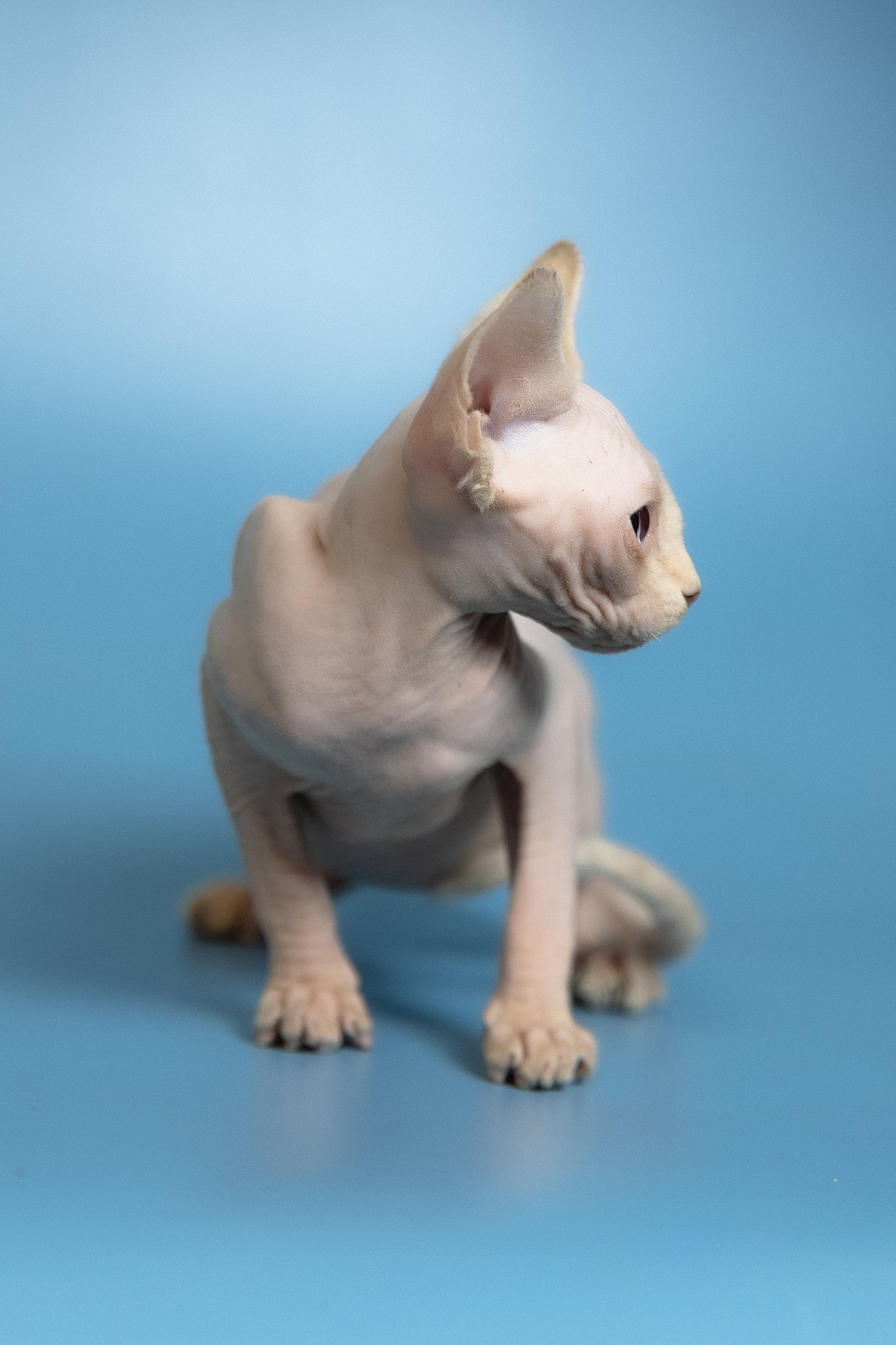 Oskar | Canadian Sphynx Kitten - Image 16