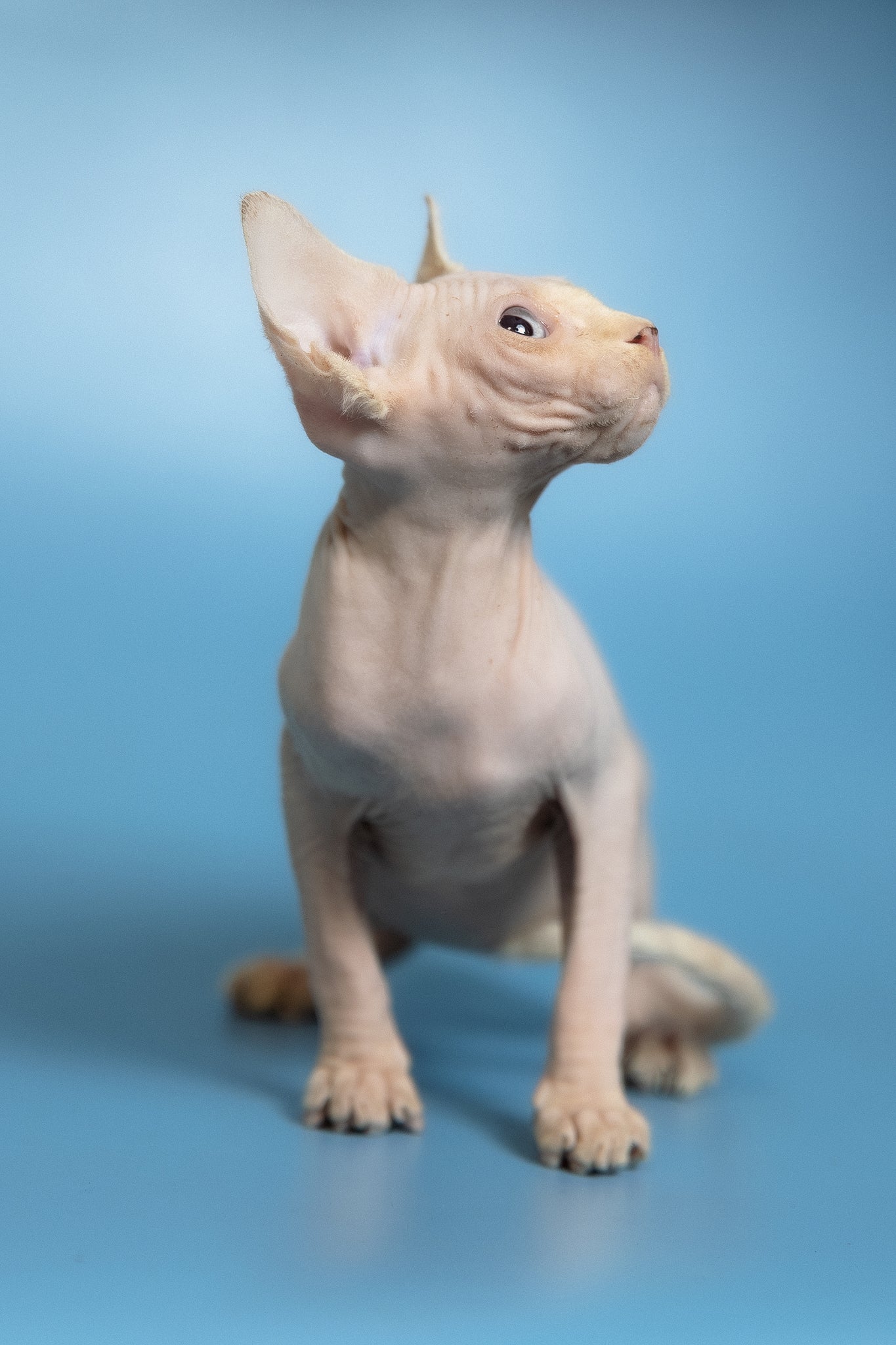 Oskar | Canadian Sphynx Kitten - Image 17