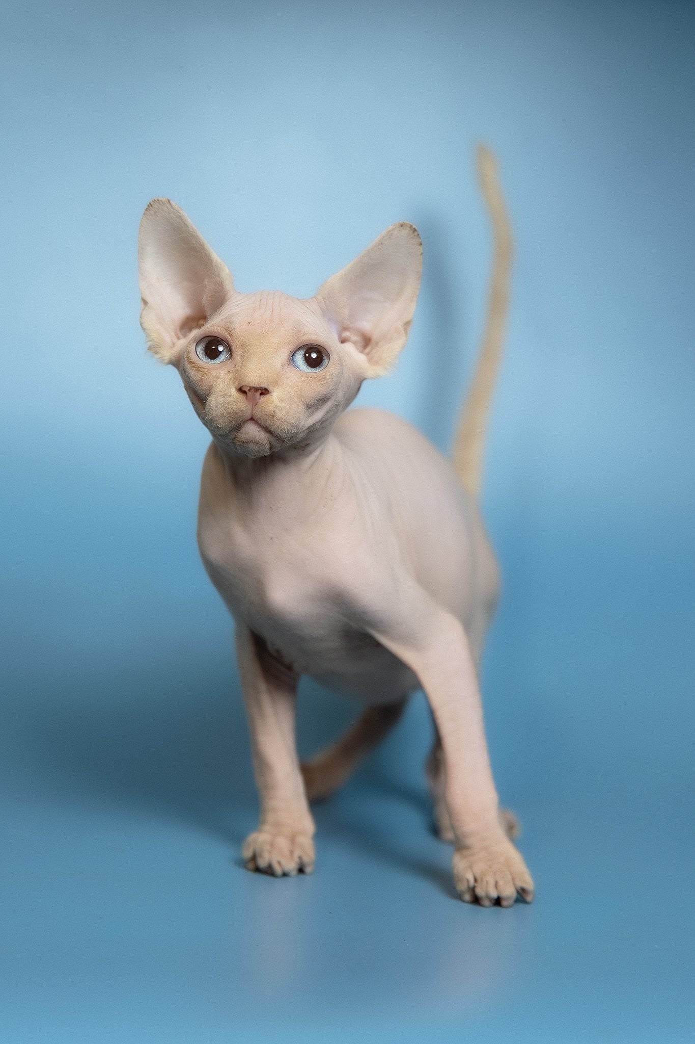 Oskar | Canadian Sphynx Kitten - Image 3