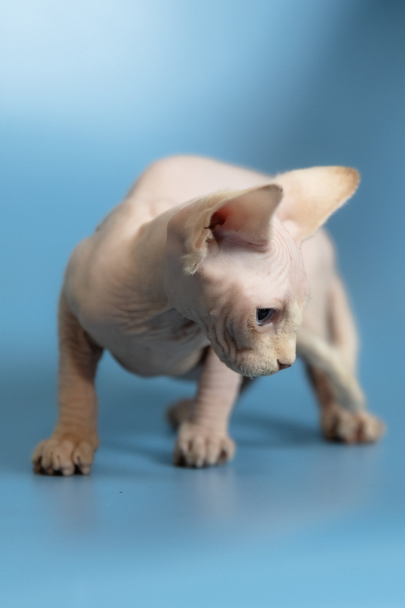 Oskar | Canadian Sphynx Kitten - Image 5