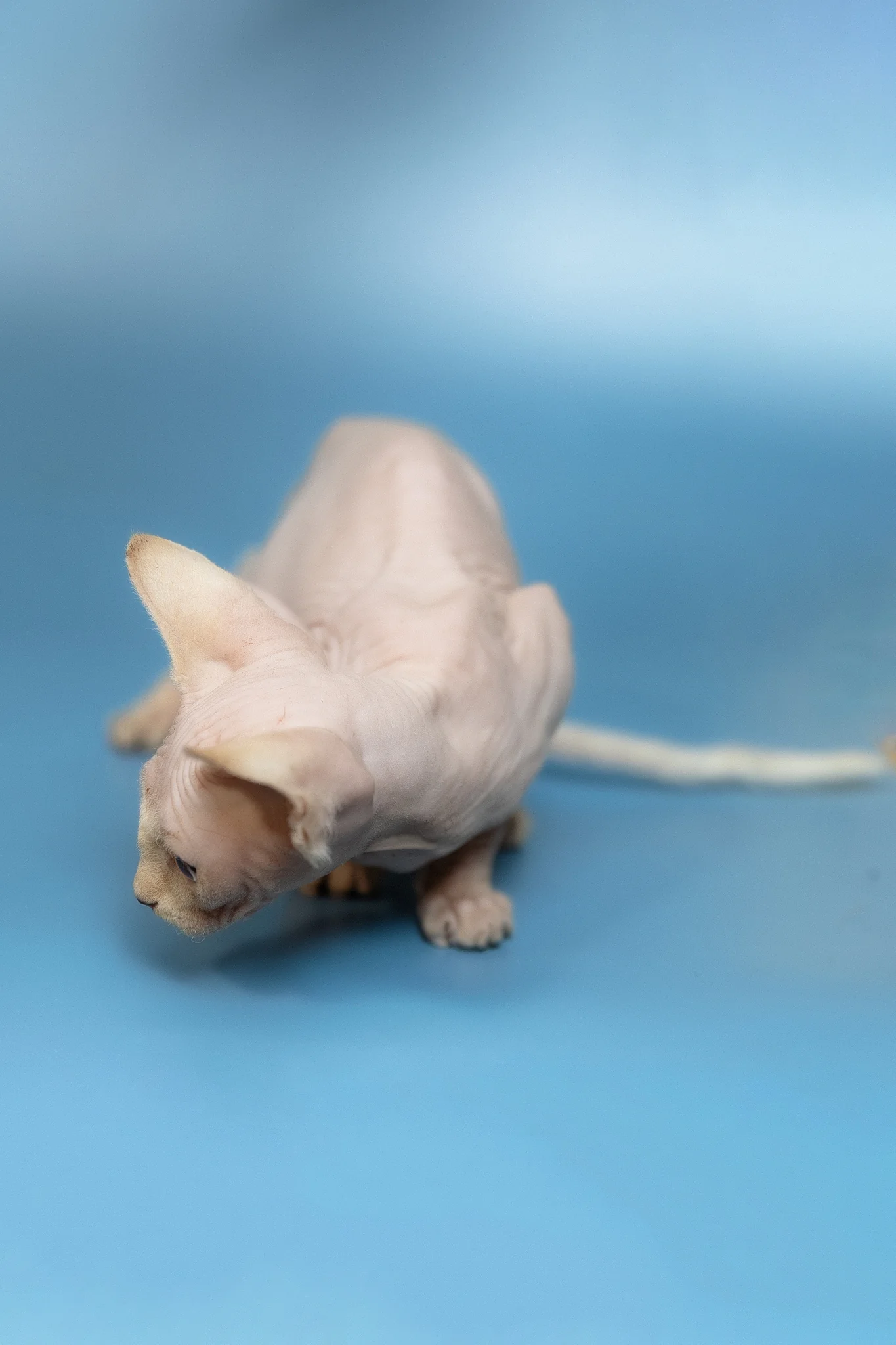 Oskar | Canadian Sphynx Kitten - Image 8