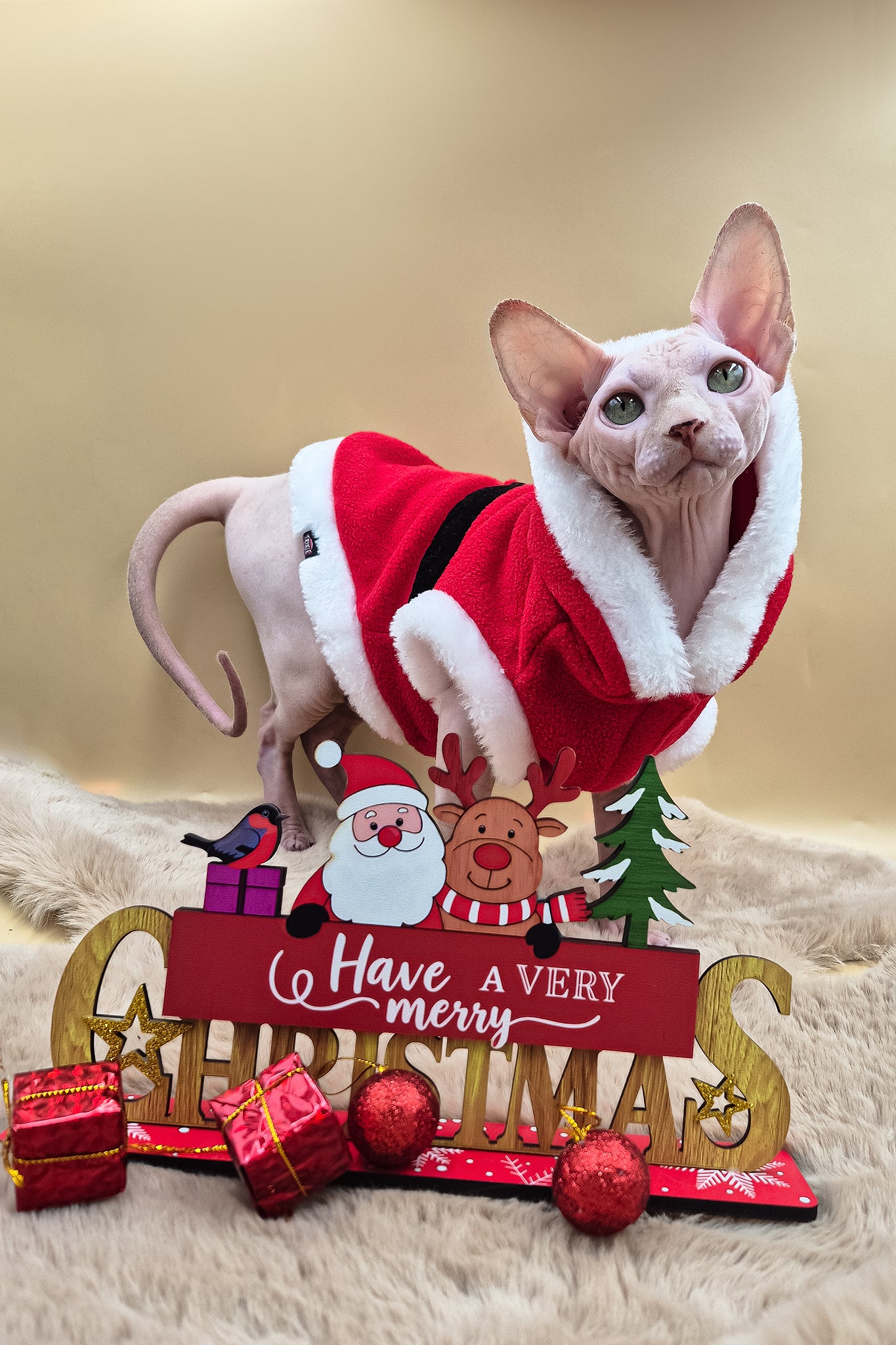 Patrick | Canadian Sphynx Kitten - Image 4
