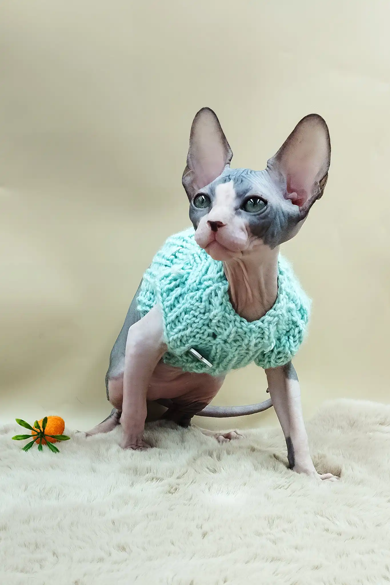 Paul | Canadian Sphynx Kitten