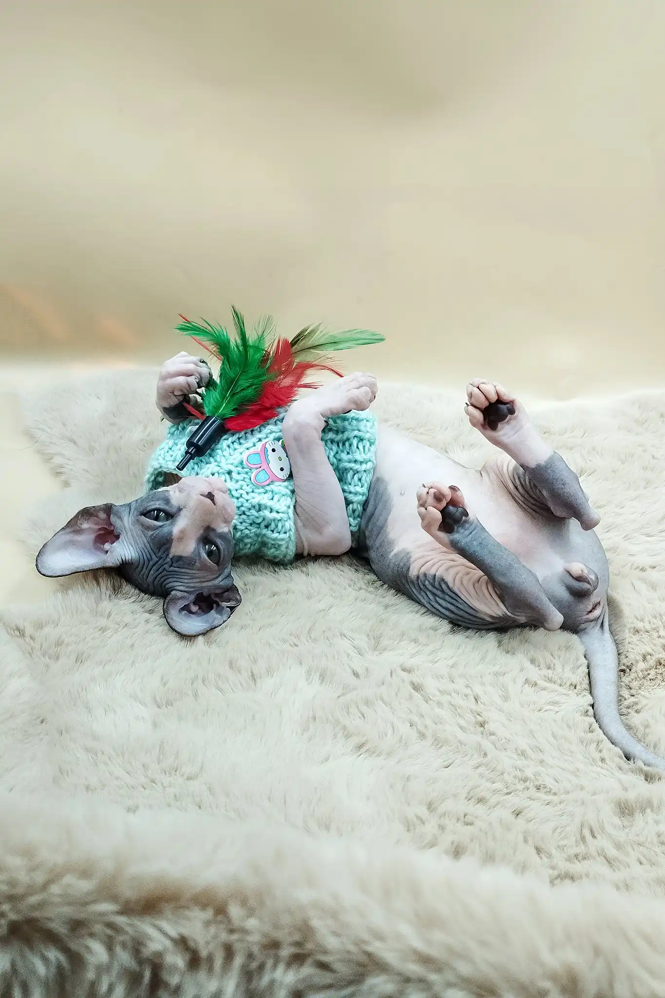 Paul | Canadian Sphynx Kitten - Image 2