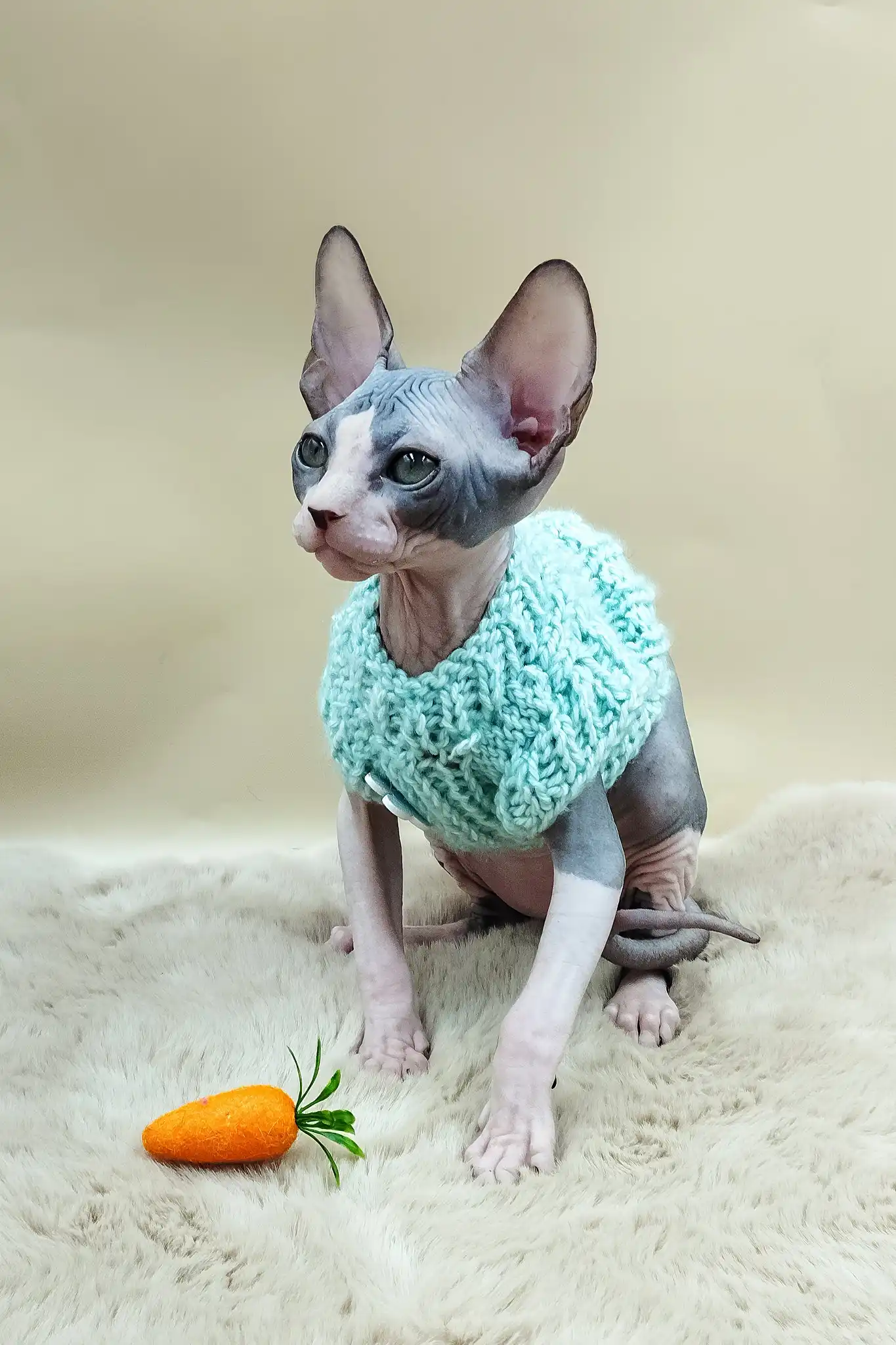 Paul | Canadian Sphynx Kitten - Image 4