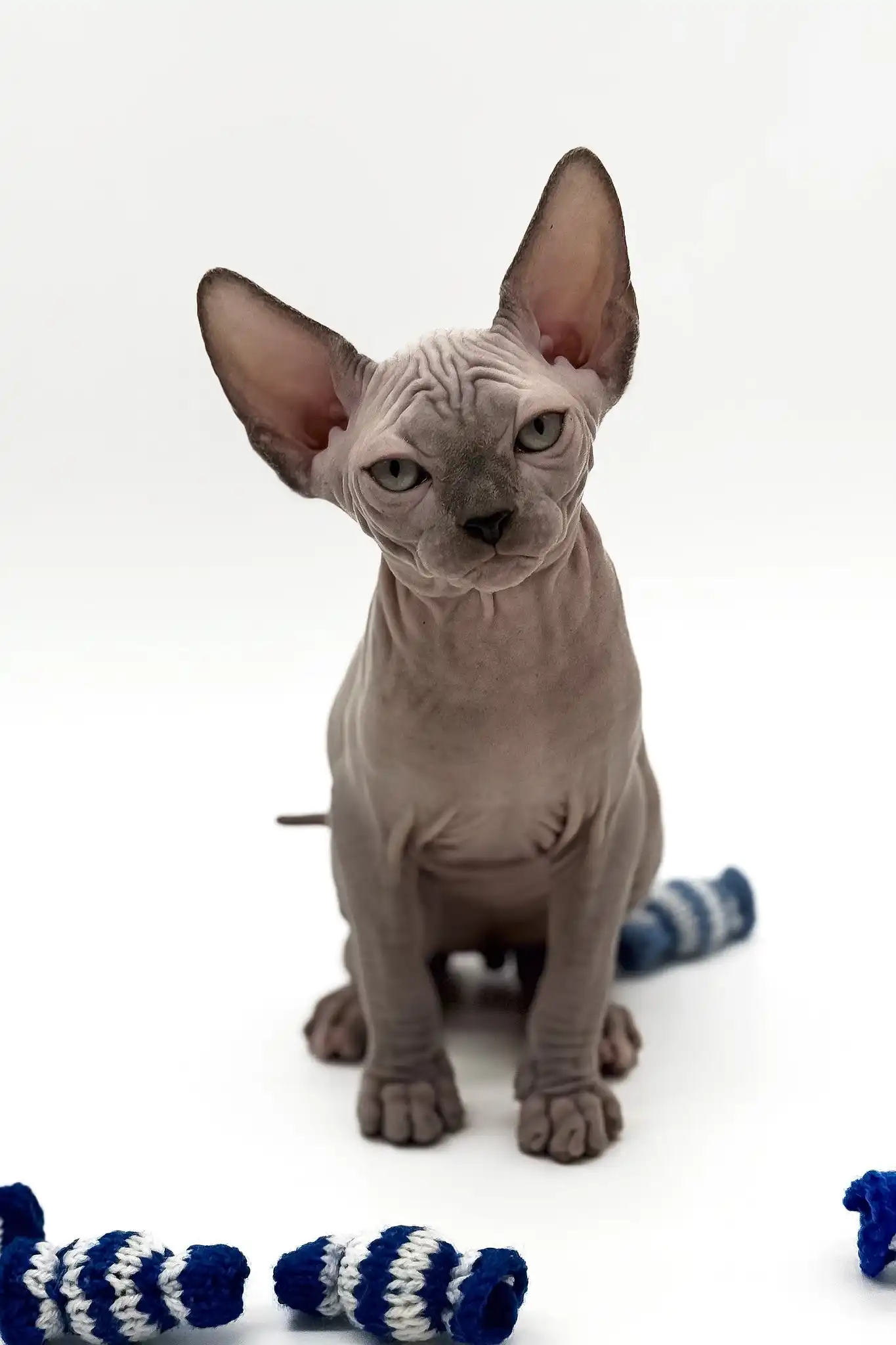 Pharaon | Canadian Sphynx Kitten - Image 5