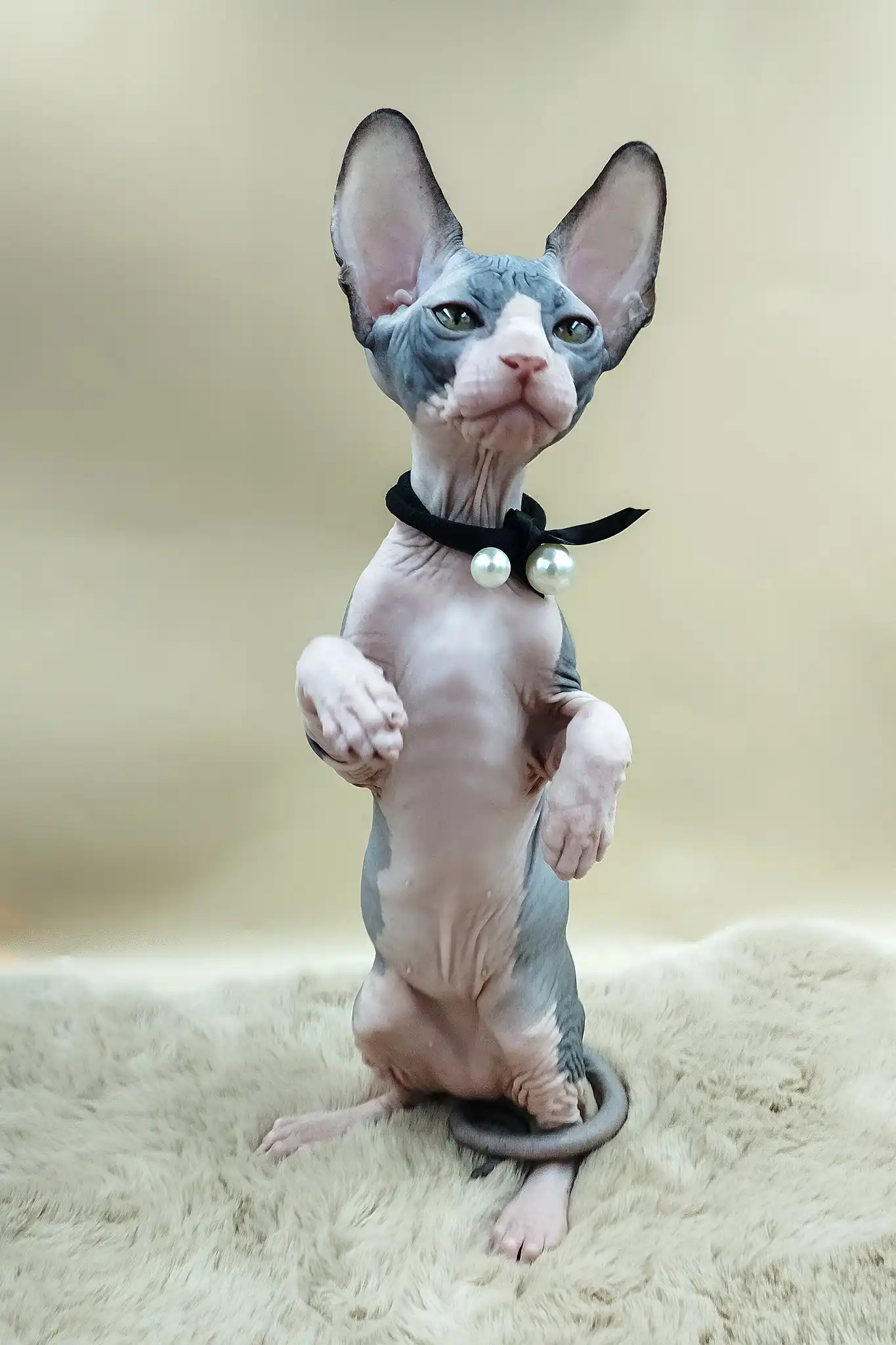 Pippo | Canadian Sphynx Kitten - Image 2