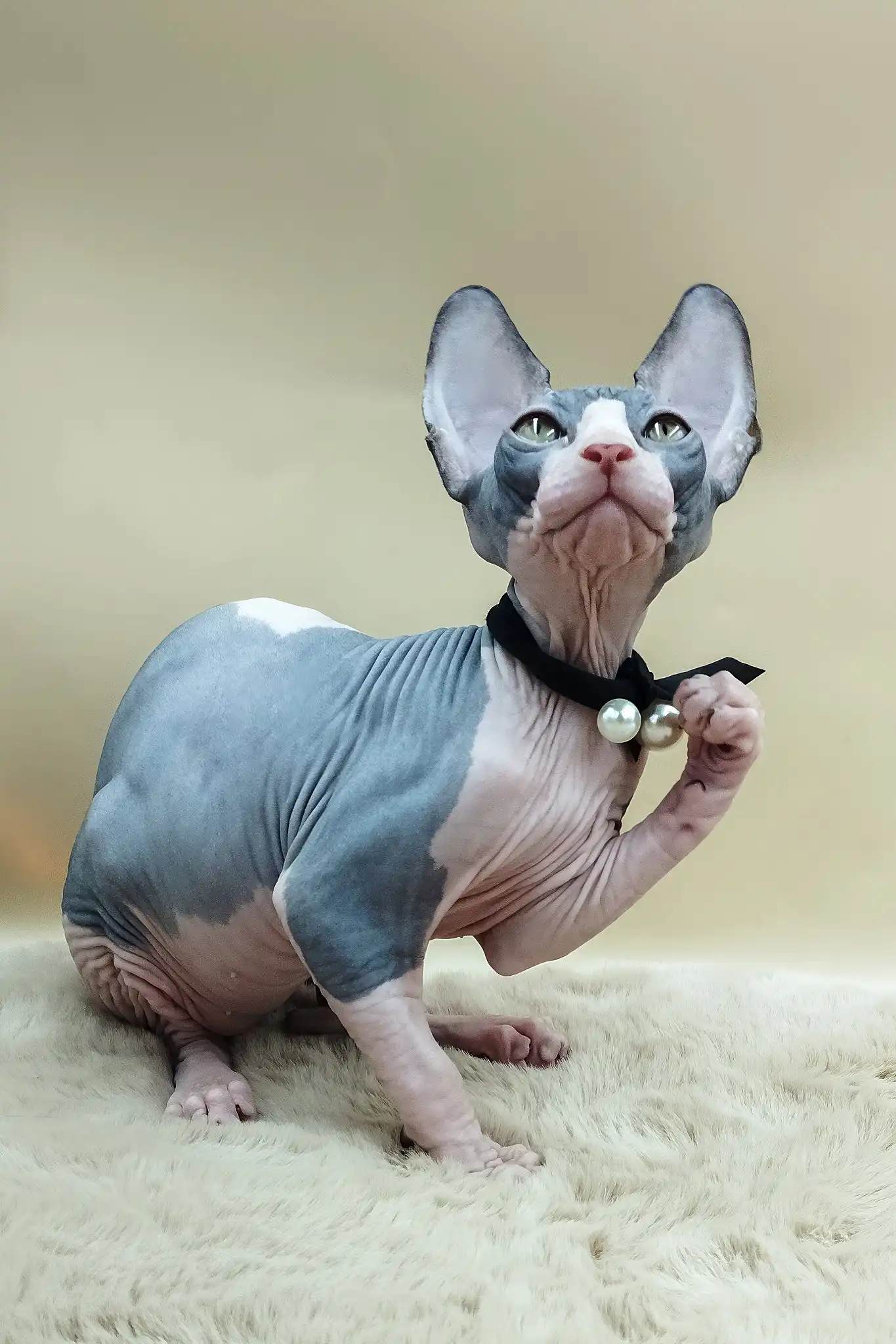 Pippo | Canadian Sphynx Kitten - Image 6