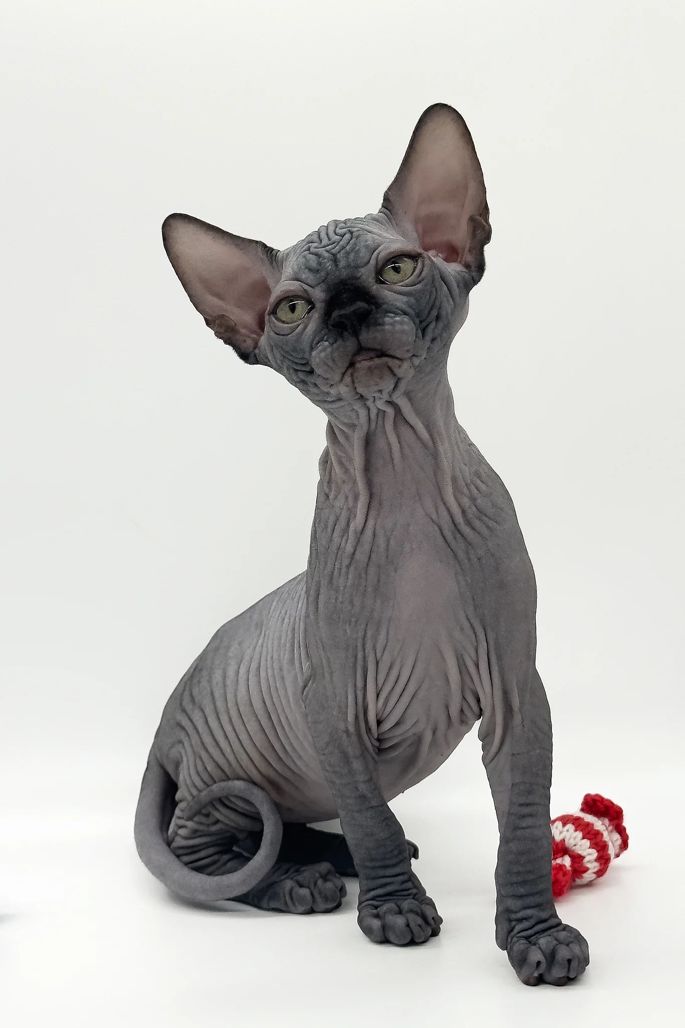 Quantum | Canadian Sphynx Kitten - Image 10