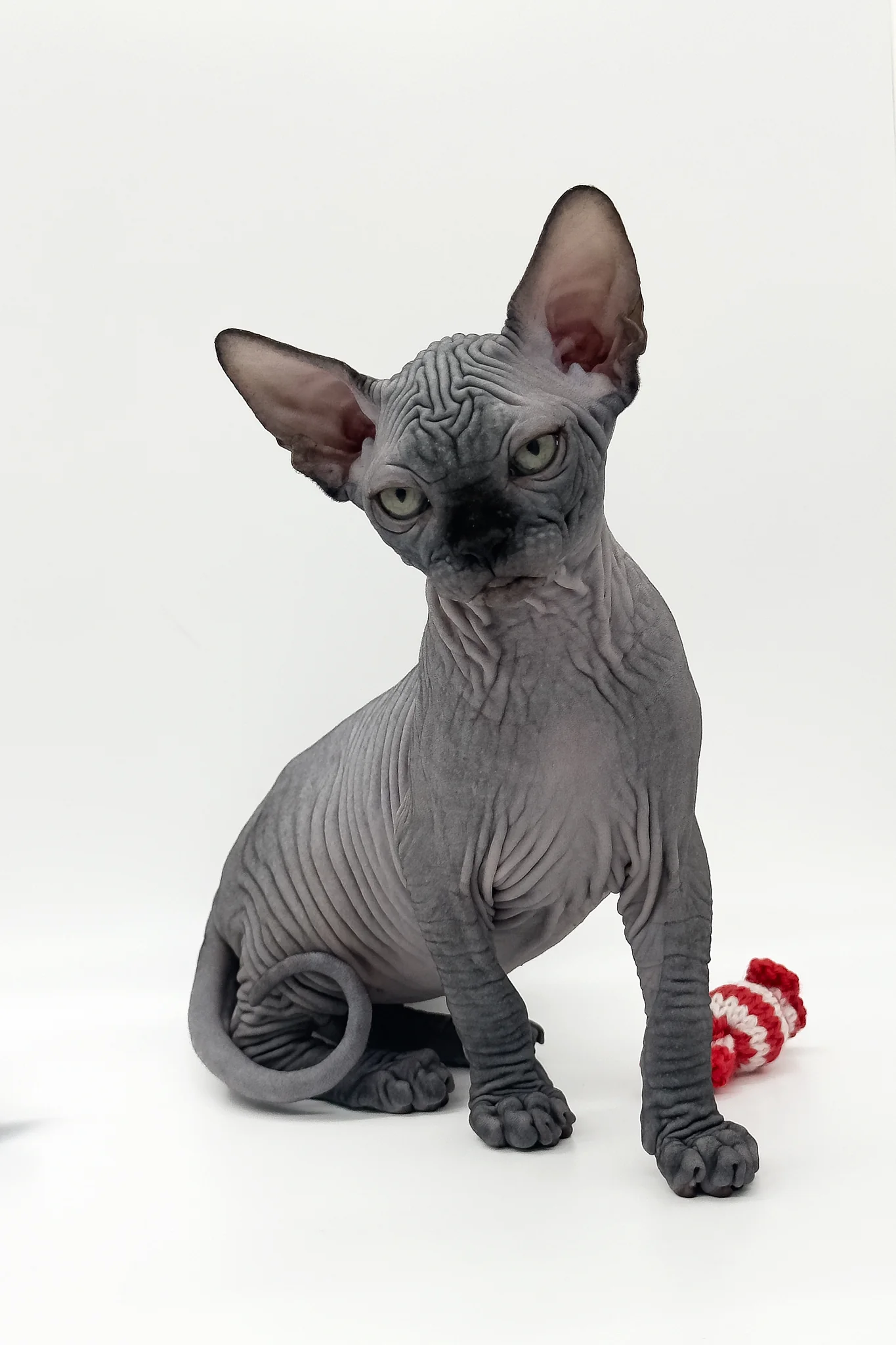 Quantum | Canadian Sphynx Kitten - Image 11