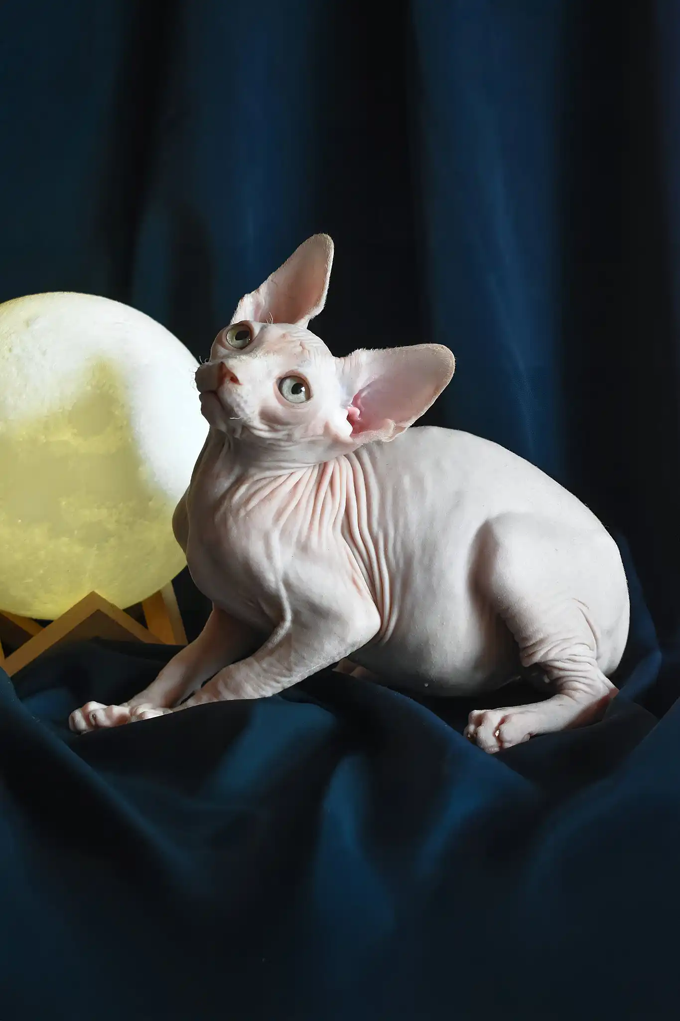 Tim | Canadian Sphynx Kitten - Image 2