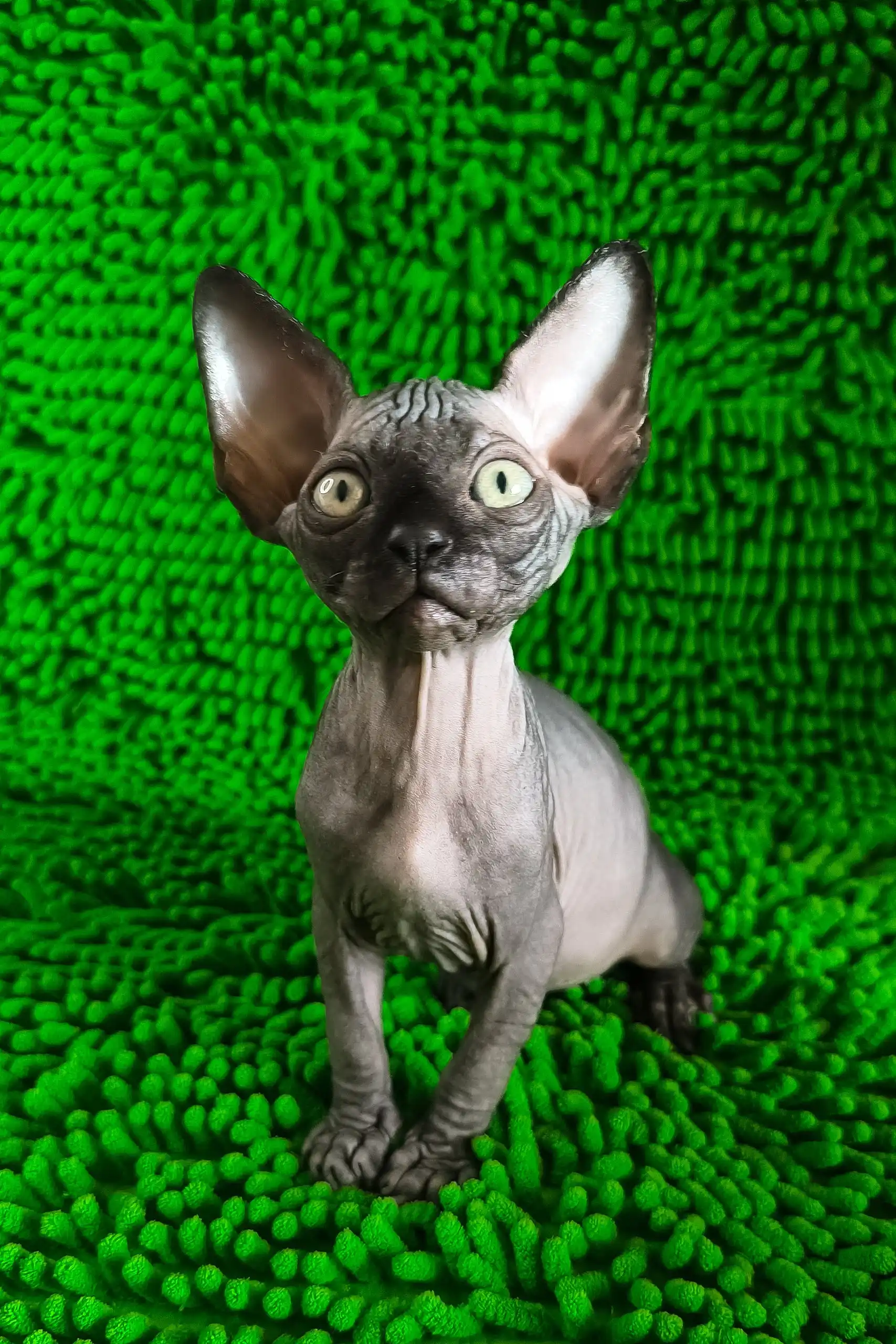 Timmi | Canadian Sphynx Kitten - Image 5