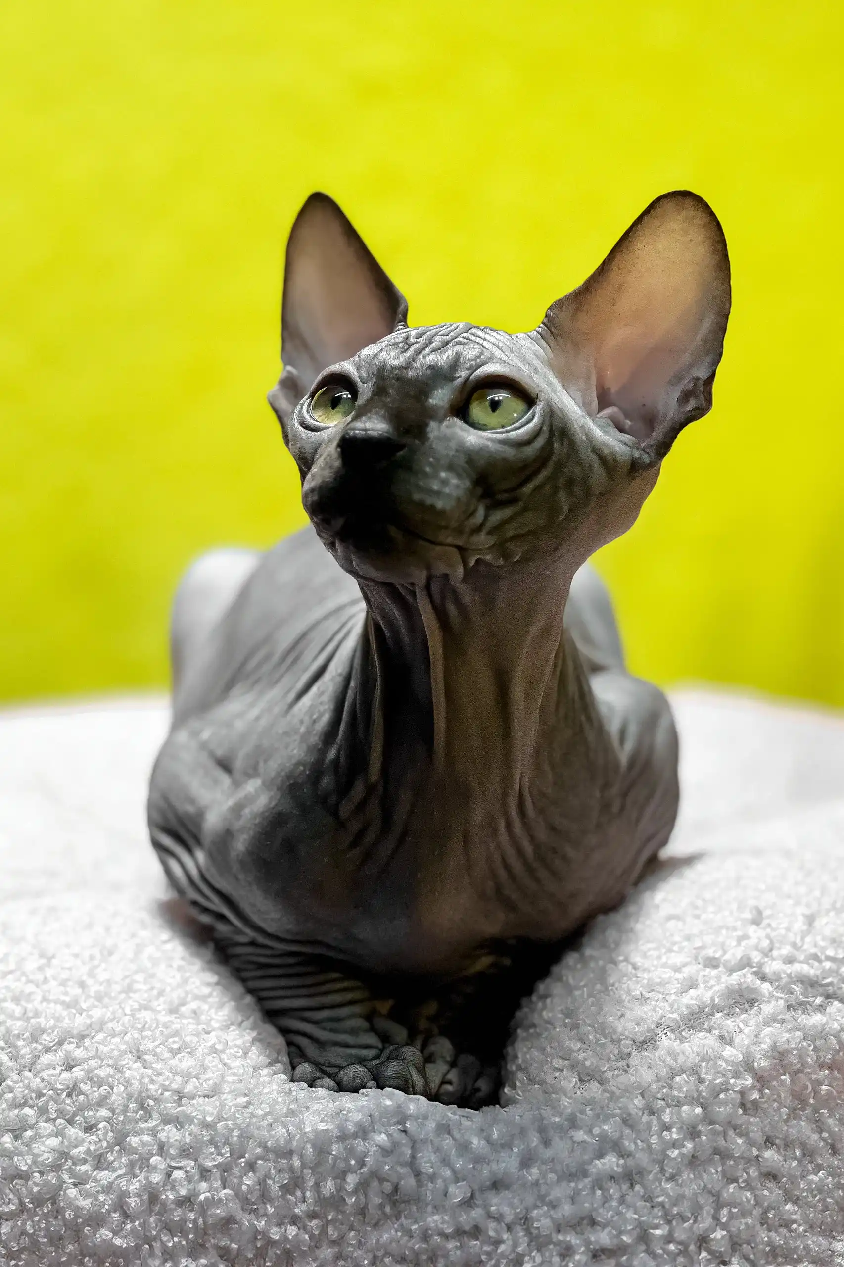Titto | Canadian Sphynx Kitten - Image 2