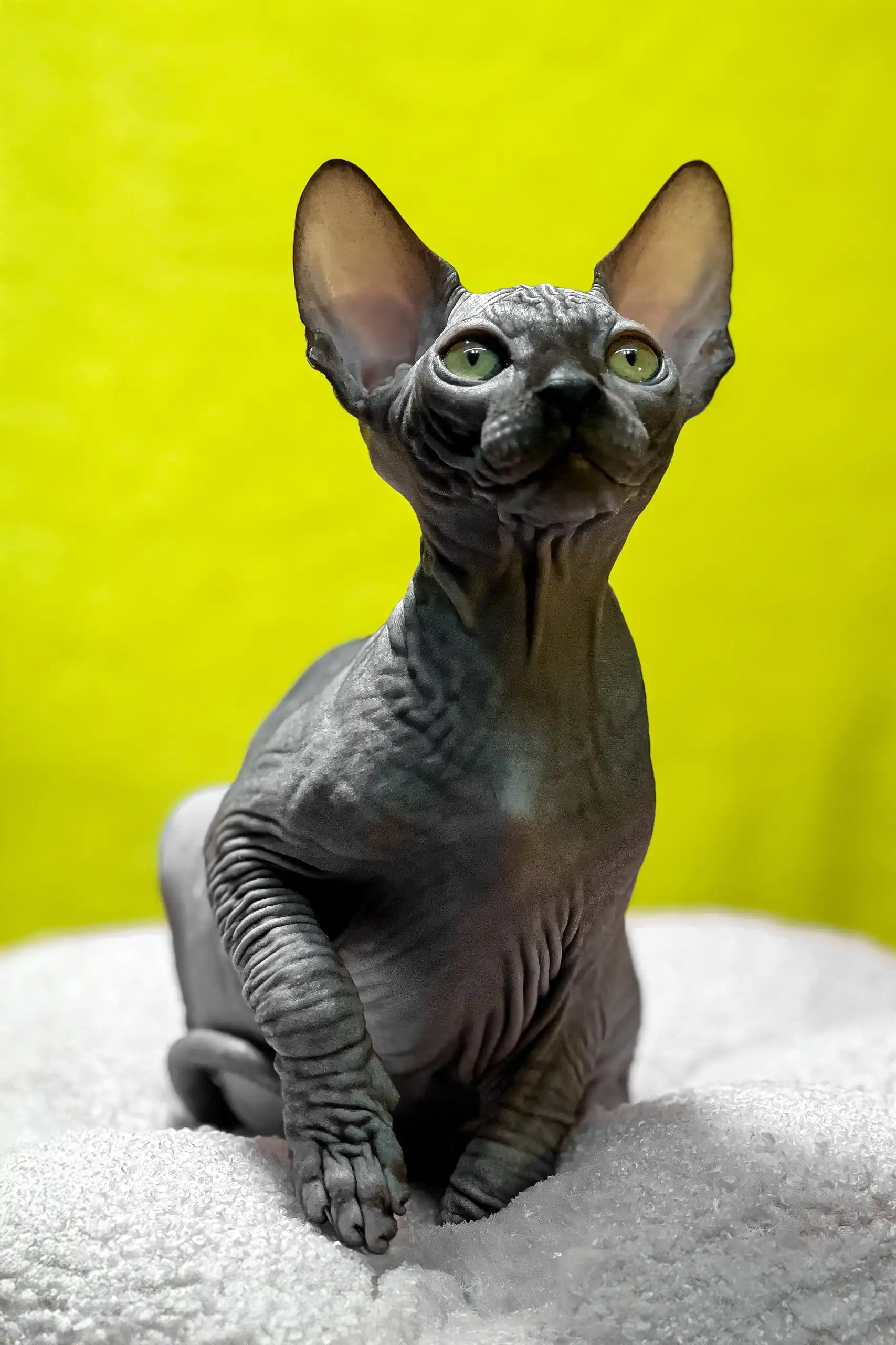 Titto | Canadian Sphynx Kitten - Image 3