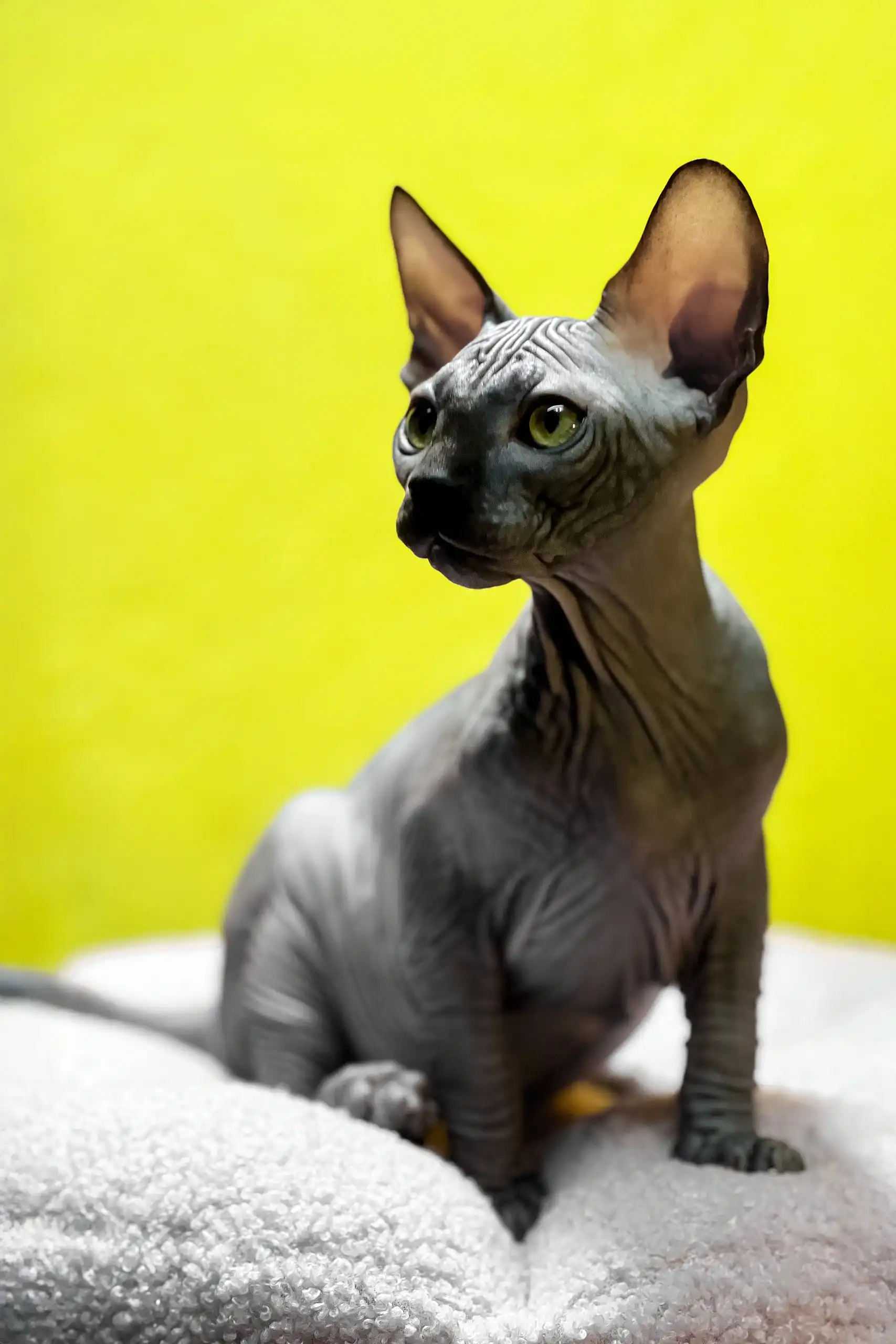 Titto | Canadian Sphynx Kitten - Image 5