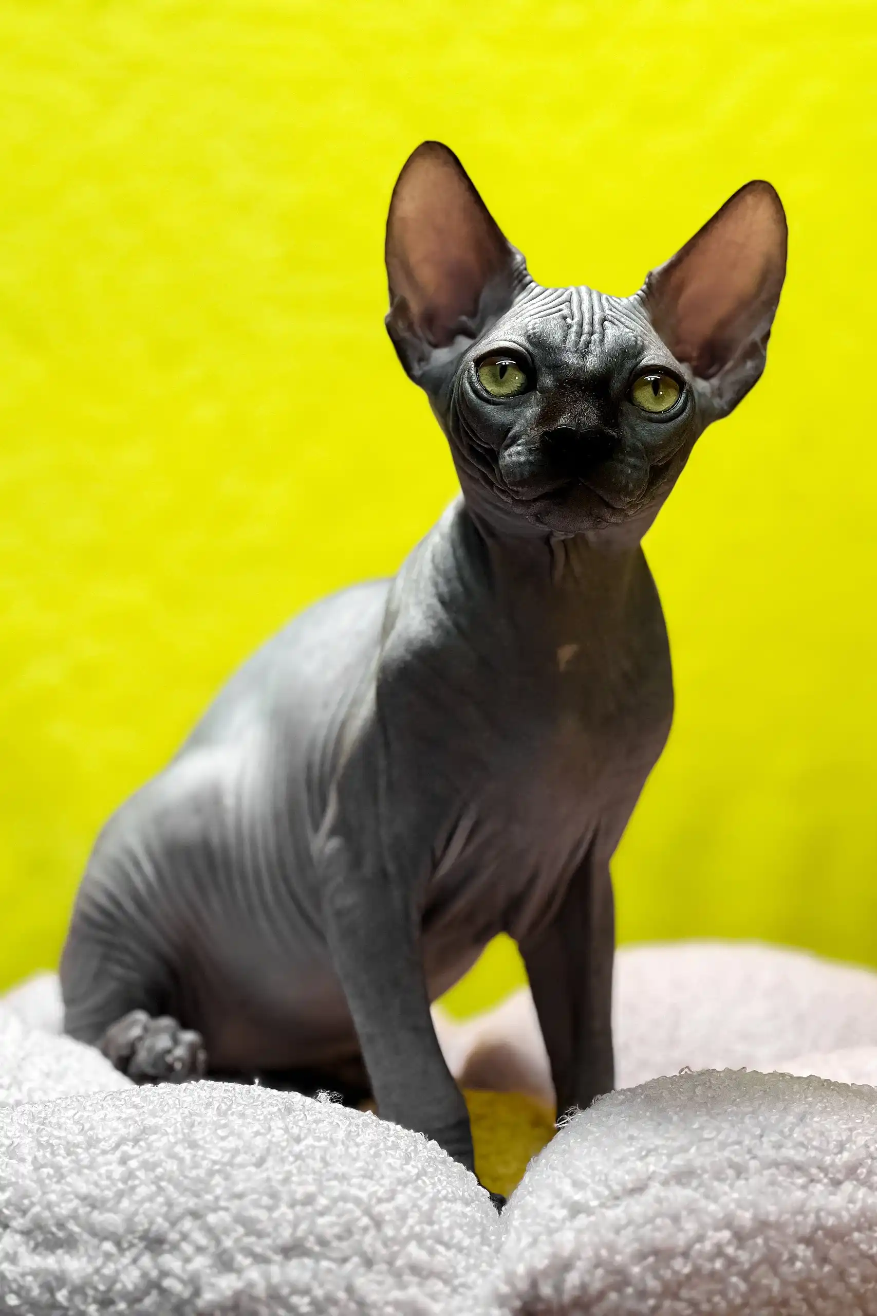Tristan | Canadian Sphynx Kitten - Image 4