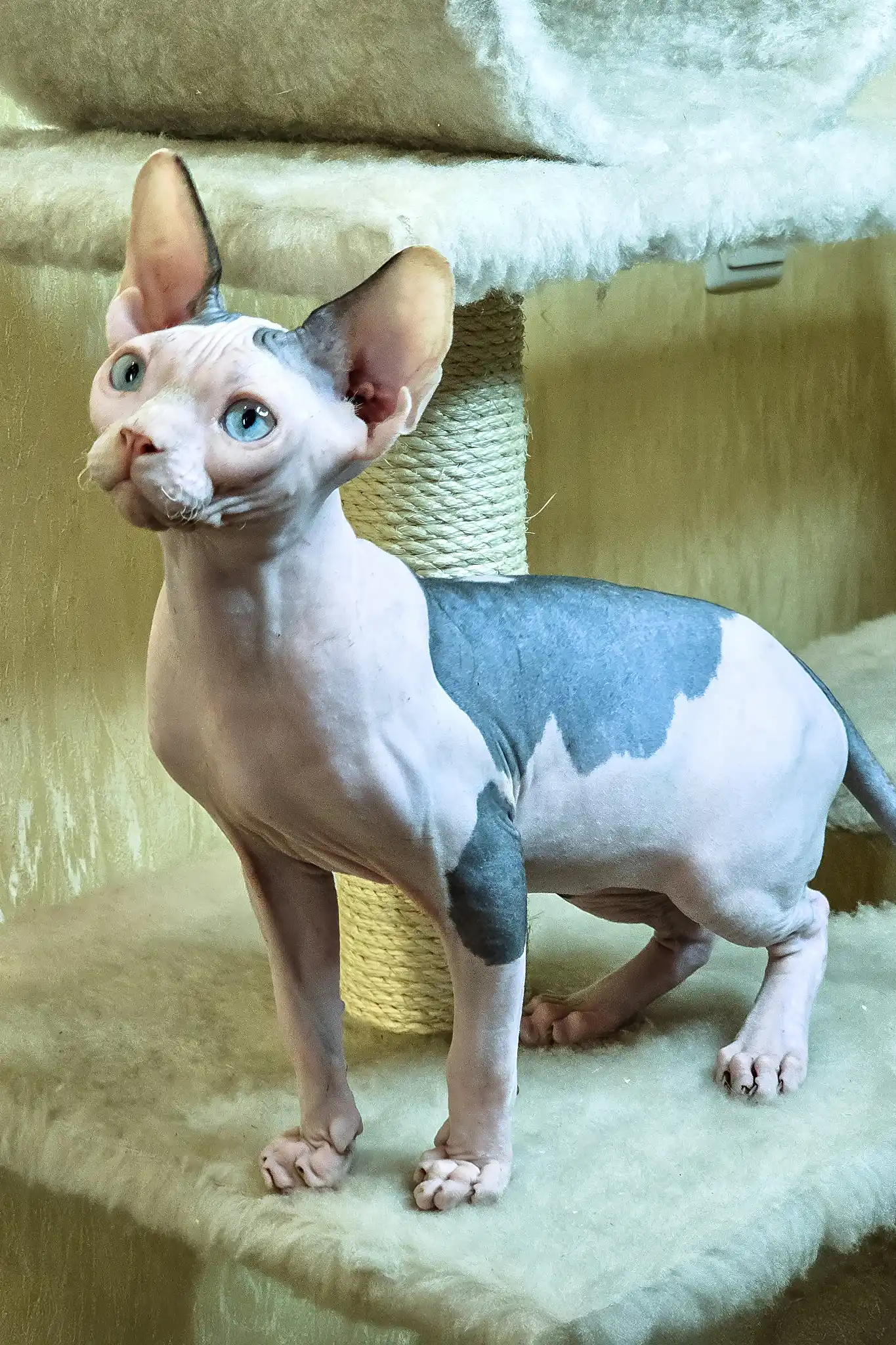 Viking | Canadian Sphynx Kitten - Image 4