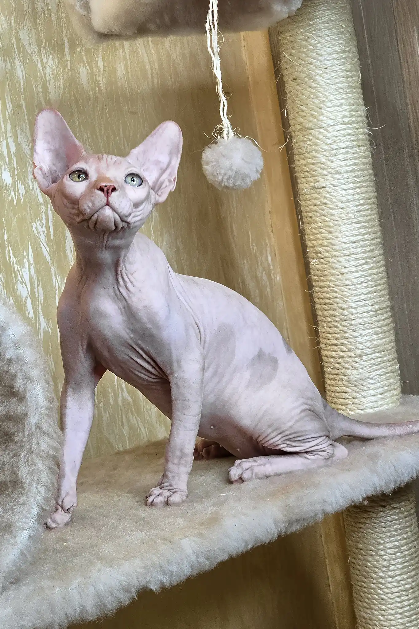 Vinny | Canadian Sphynx Kitten - Image 5