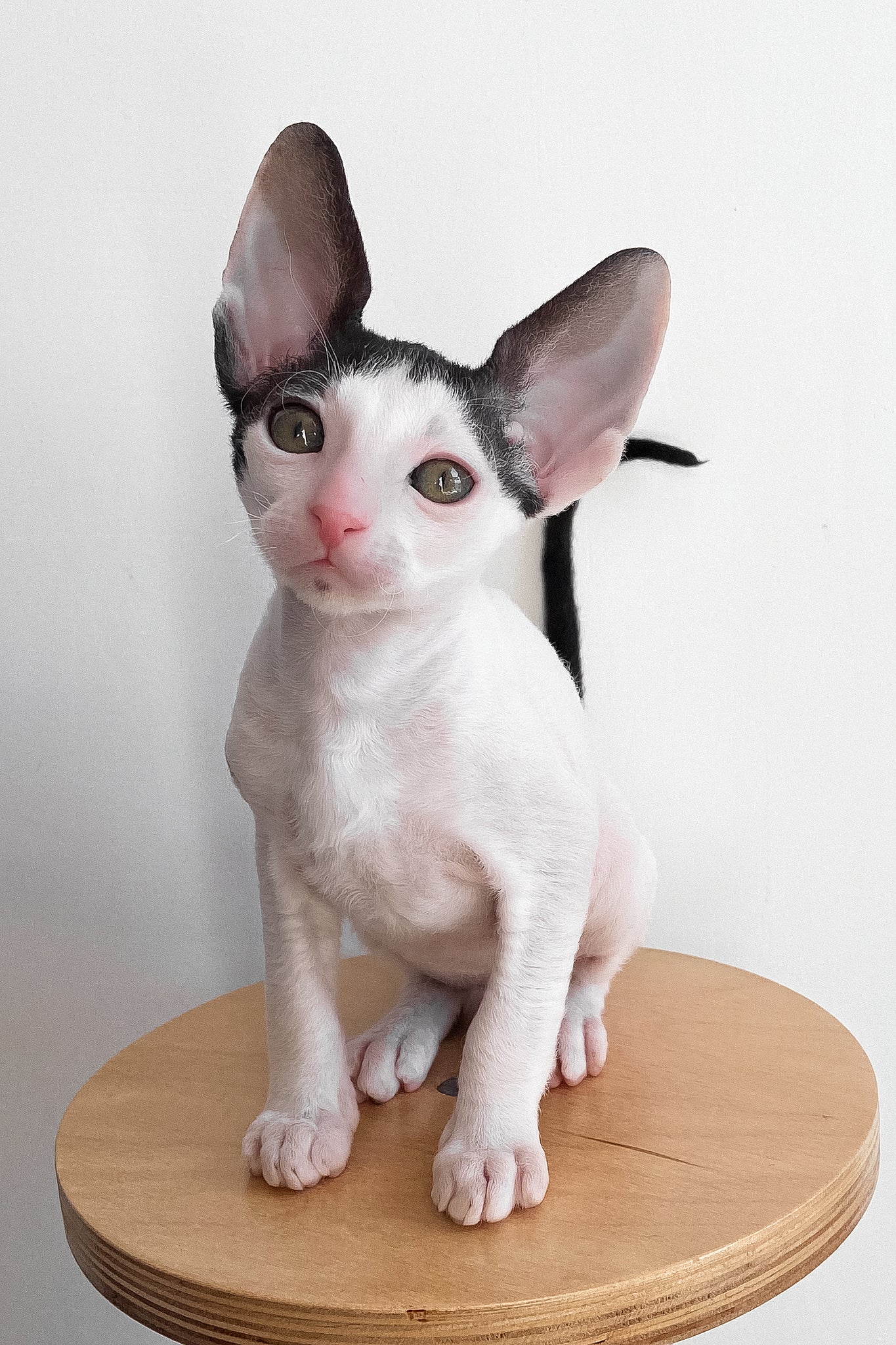 Bingo | Cornish Rex Kitten - Image 7
