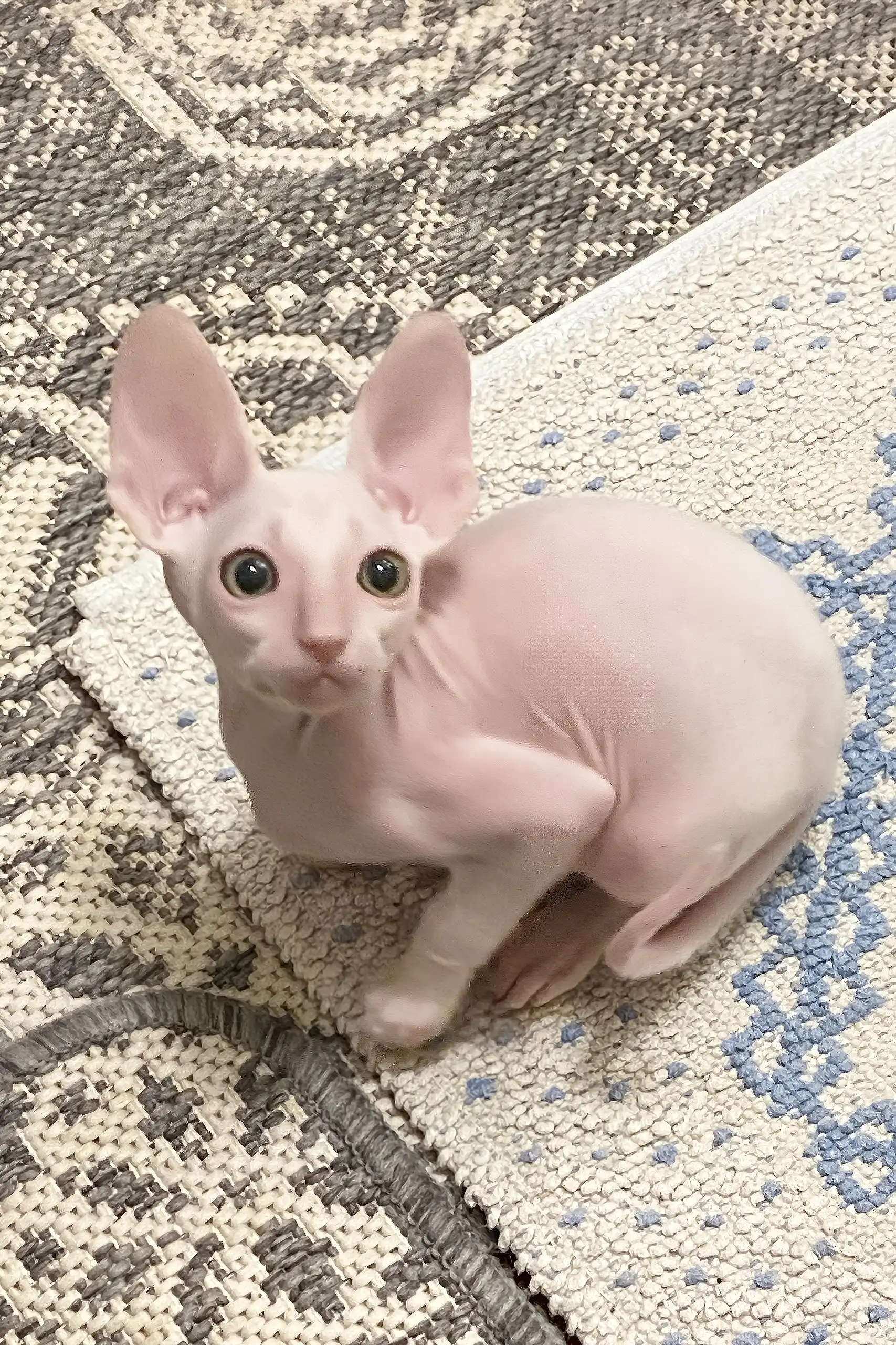 Moor | Cornish Rex Kitten - Image 4