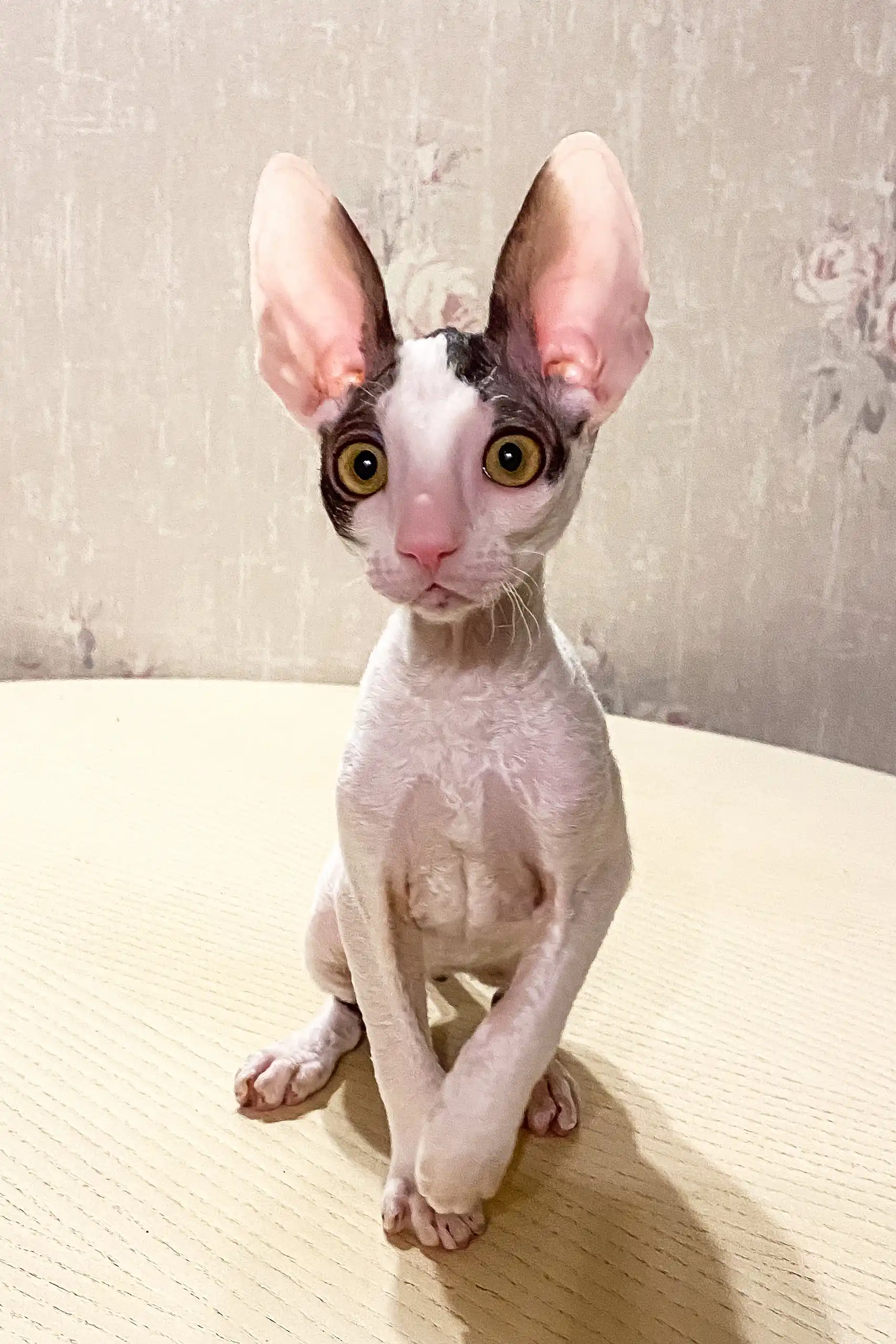 Oroblanco | Cornish Rex Kitten - Image 2