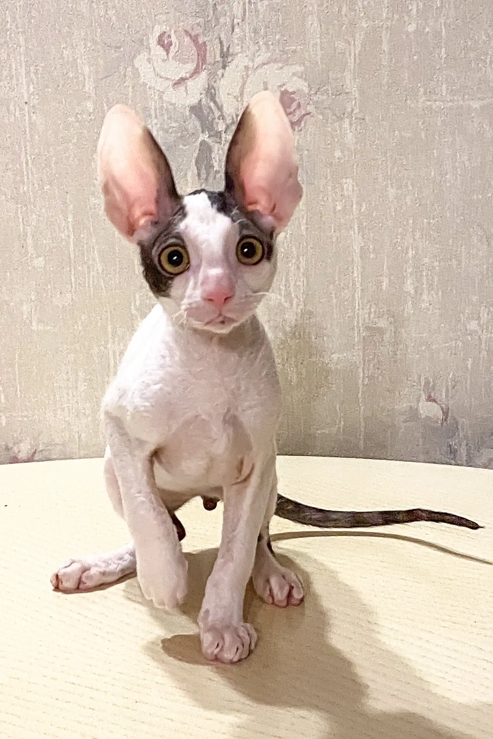 Oroblanco | Cornish Rex Kitten - Image 3
