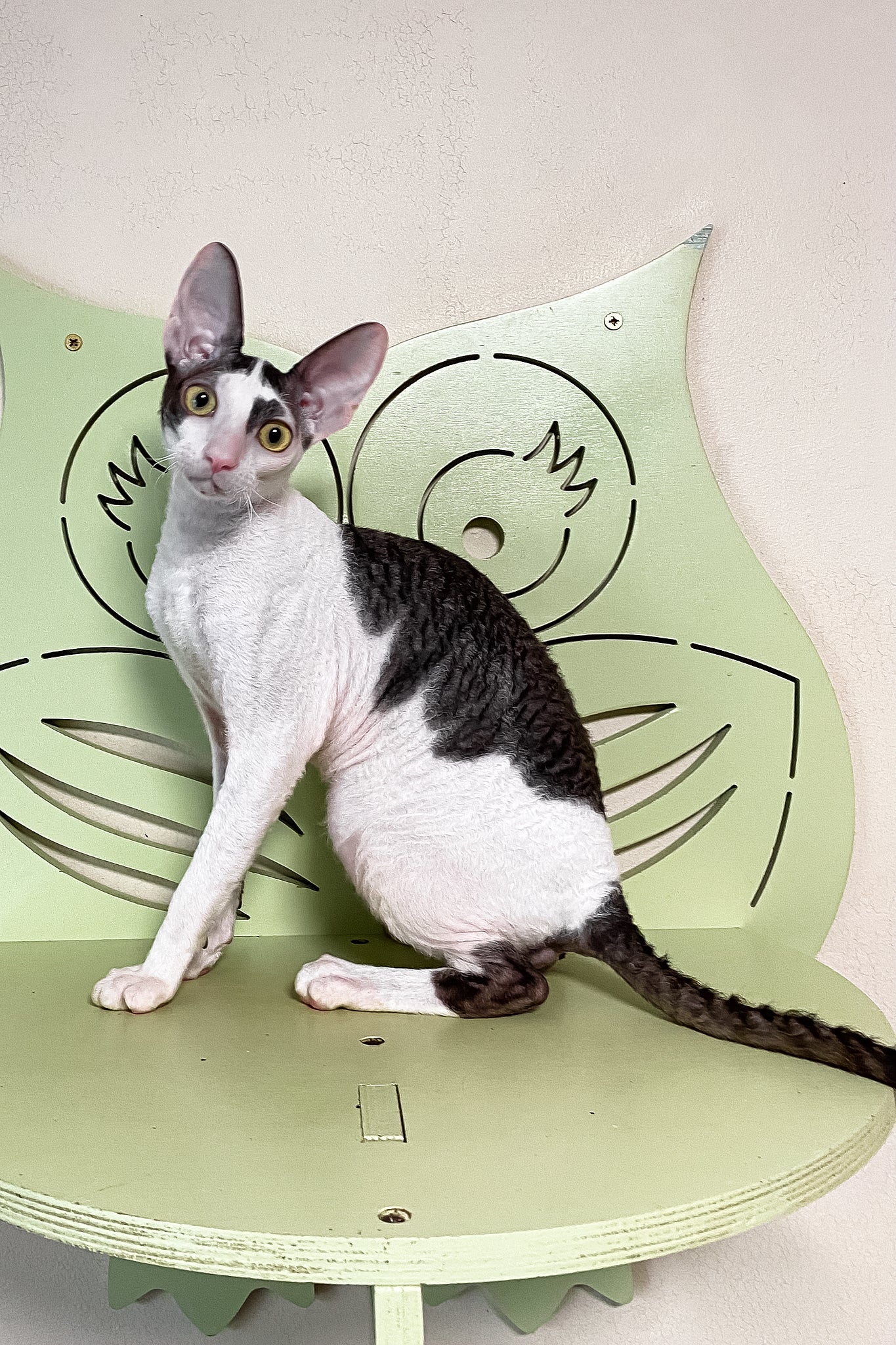 Prokhor | Cornish Rex Kitten - Image 4
