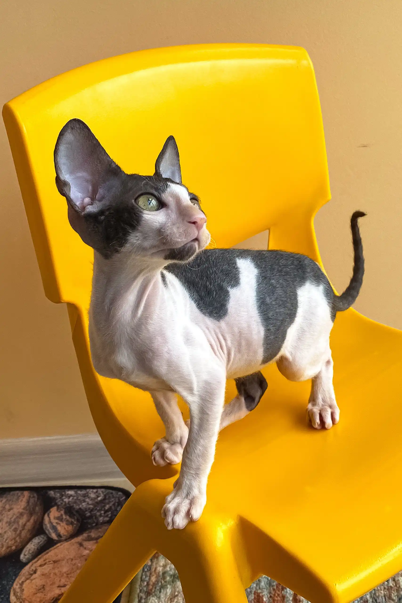 Rio | Cornish Rex Kitten - Image 3