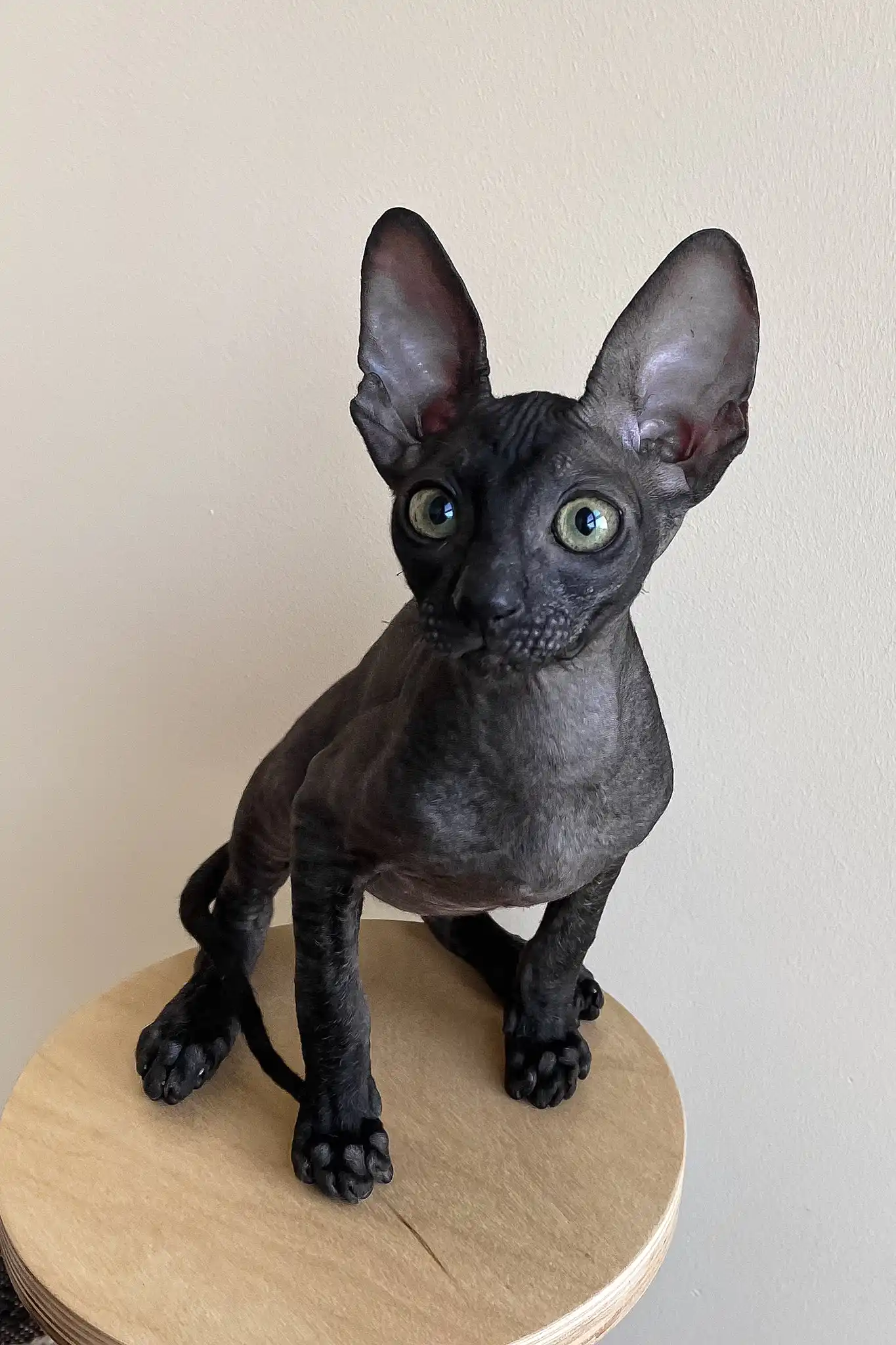 Ungaro | Cornish Rex Kitten - Image 4