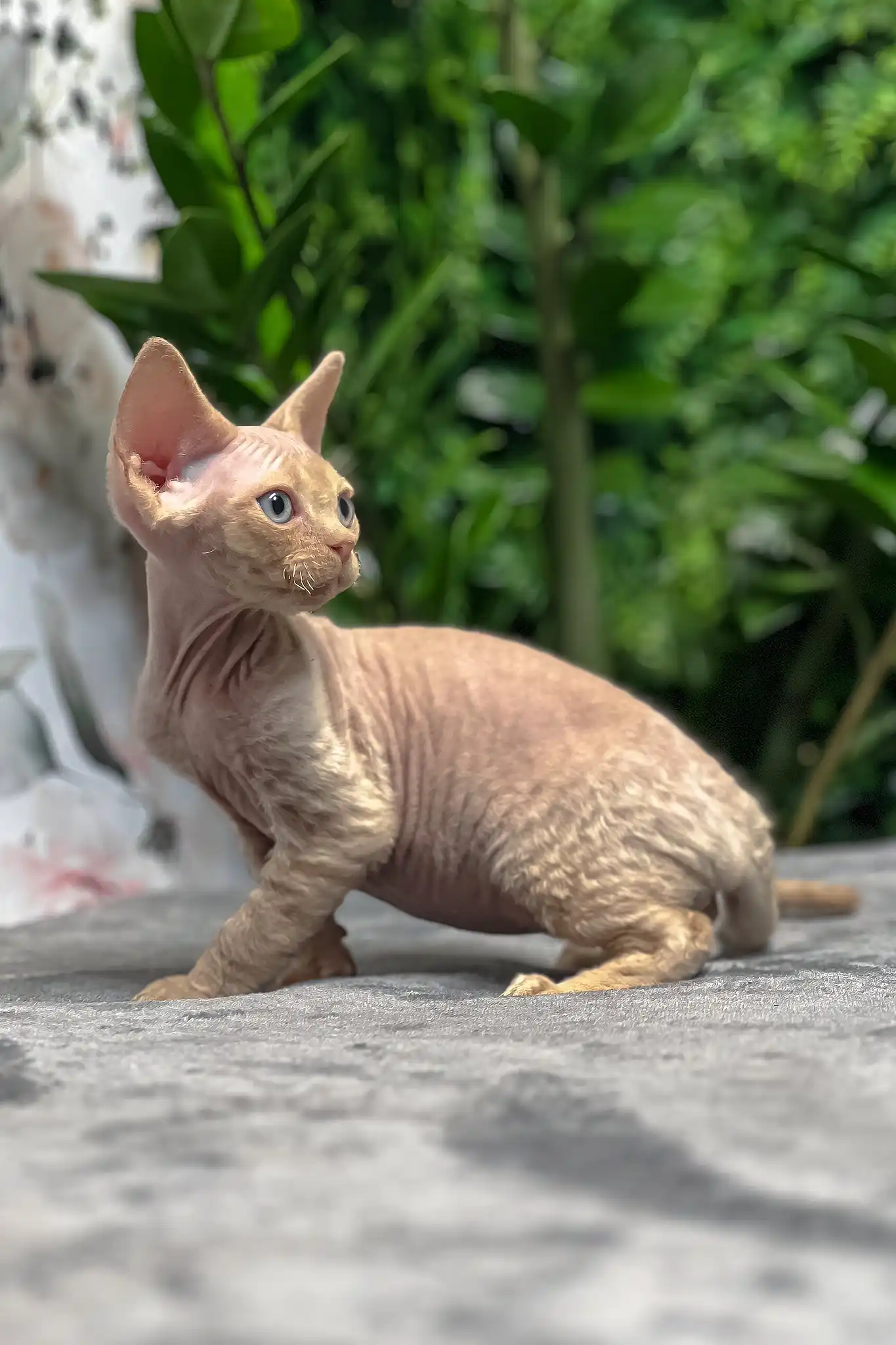 Archie | Devon Rex Kitten - Image 3
